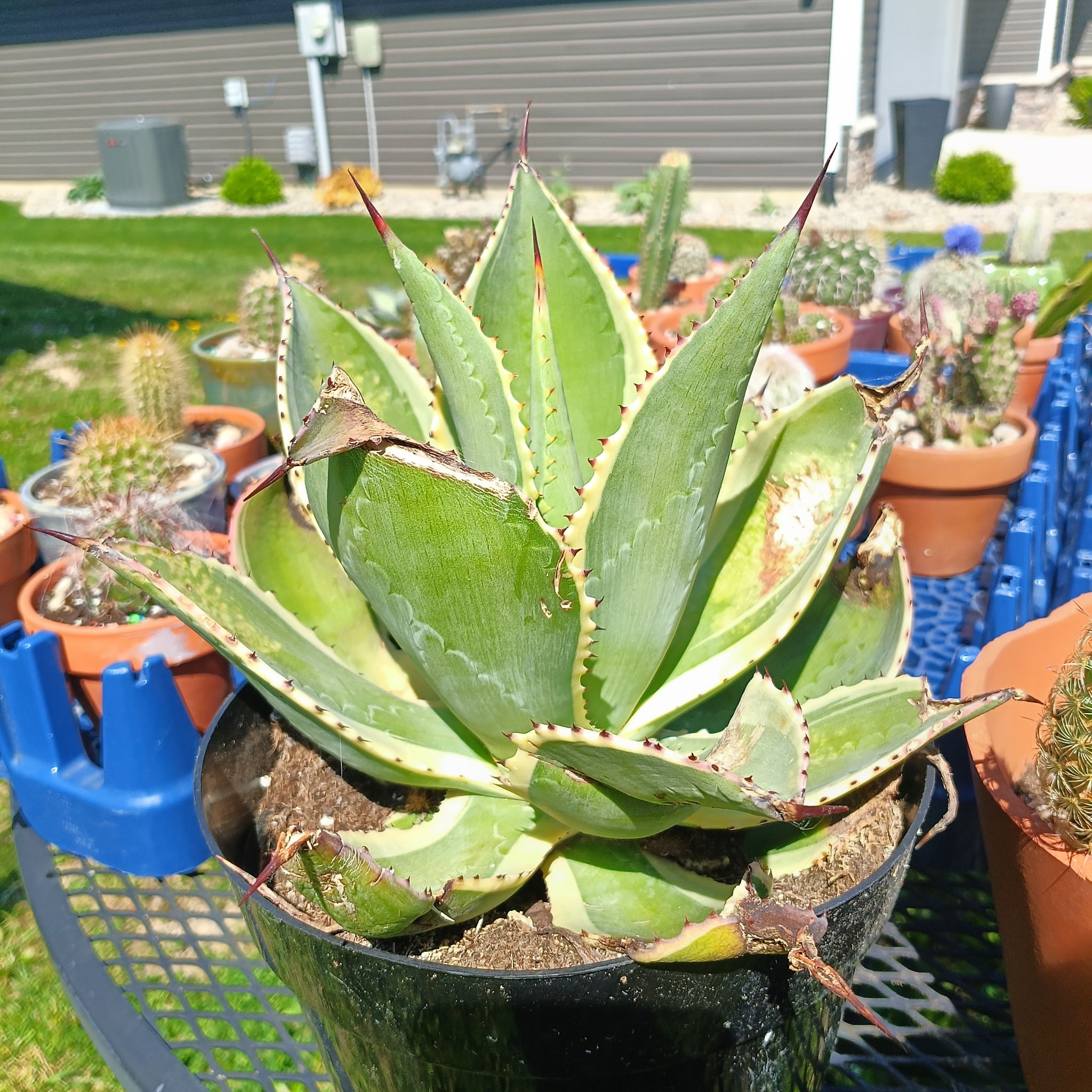 Photo of the plant species Variegated Agave celsii by @BT1 named Agave Mitis on Greg, the plant care app