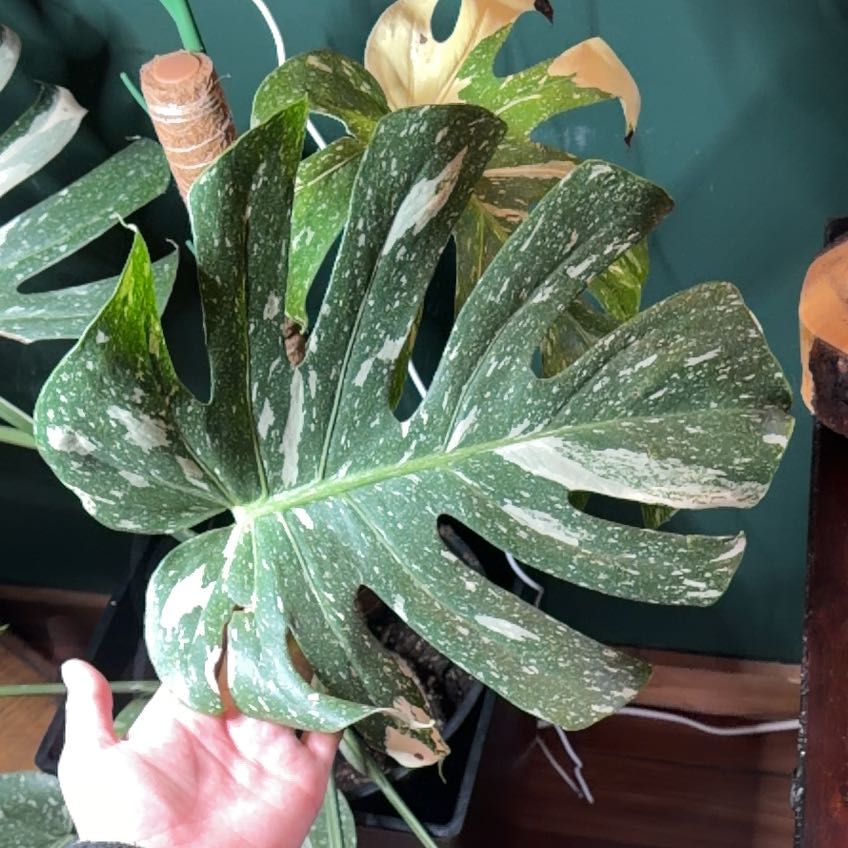 Photo of the plant species Monstera by @PreparedTupeia named Harmony on Greg, the plant care app
