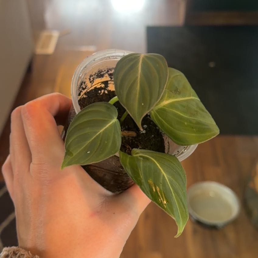 Photo of the plant species Philodendron 'Glorius' by @PreparedTupeia named Winston on Greg, the plant care app
