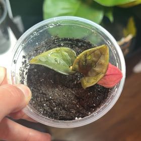 Photo of the plant species Red Arrow Singonium by @PreparedTupeia named Muhammad Ali on Greg, the plant care app
