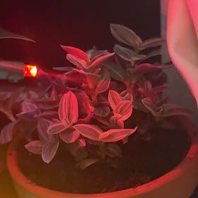 Photo of the plant species Tradescantia Feeling Flirty by @TastyYuzu96 named Leonardo on Greg, the plant care app