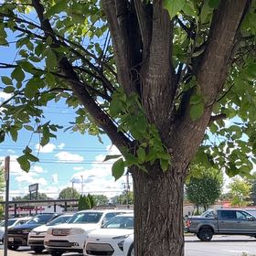 Photo of the plant species Shagbark Hickory by @WiseDutchiris48 named Treeyoncé on Greg, the plant care app