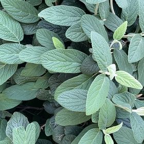 Photo of the plant species Wrinkled Viburnum by @WiseDutchiris48 named Orwell on Greg, the plant care app