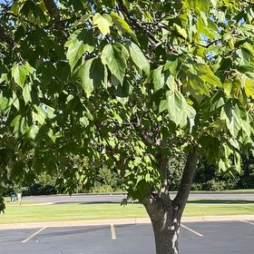 Photo of the plant species Chinese Parasol Tree by @WiseDutchiris48 named Diana on Greg, the plant care app