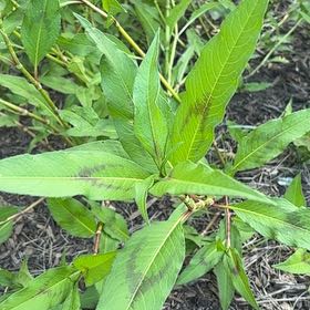 Photo of the plant species Curlytop Knotweed by @WiseDutchiris48 named Kardashian on Greg, the plant care app