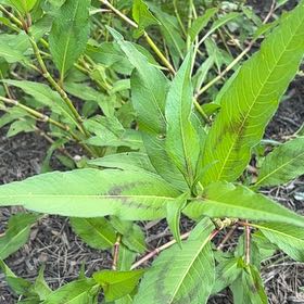 Photo of the plant species Curlytop Knotweed by @WiseDutchiris48 named Anne on Greg, the plant care app