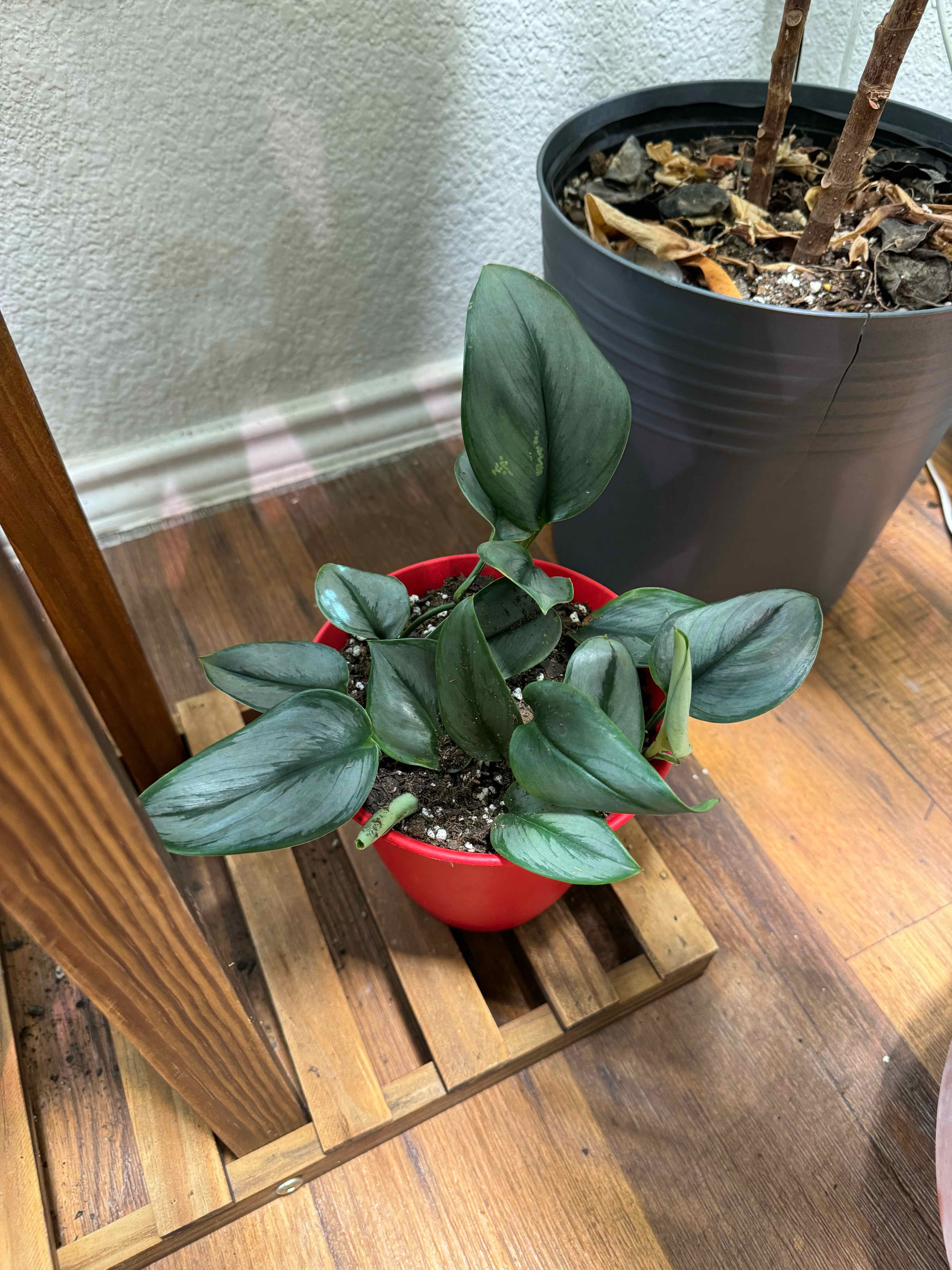 Scindapsus treubii 'Moonlight' plant in a red pot on a wooden stand, with visible soil and healthy leaves.