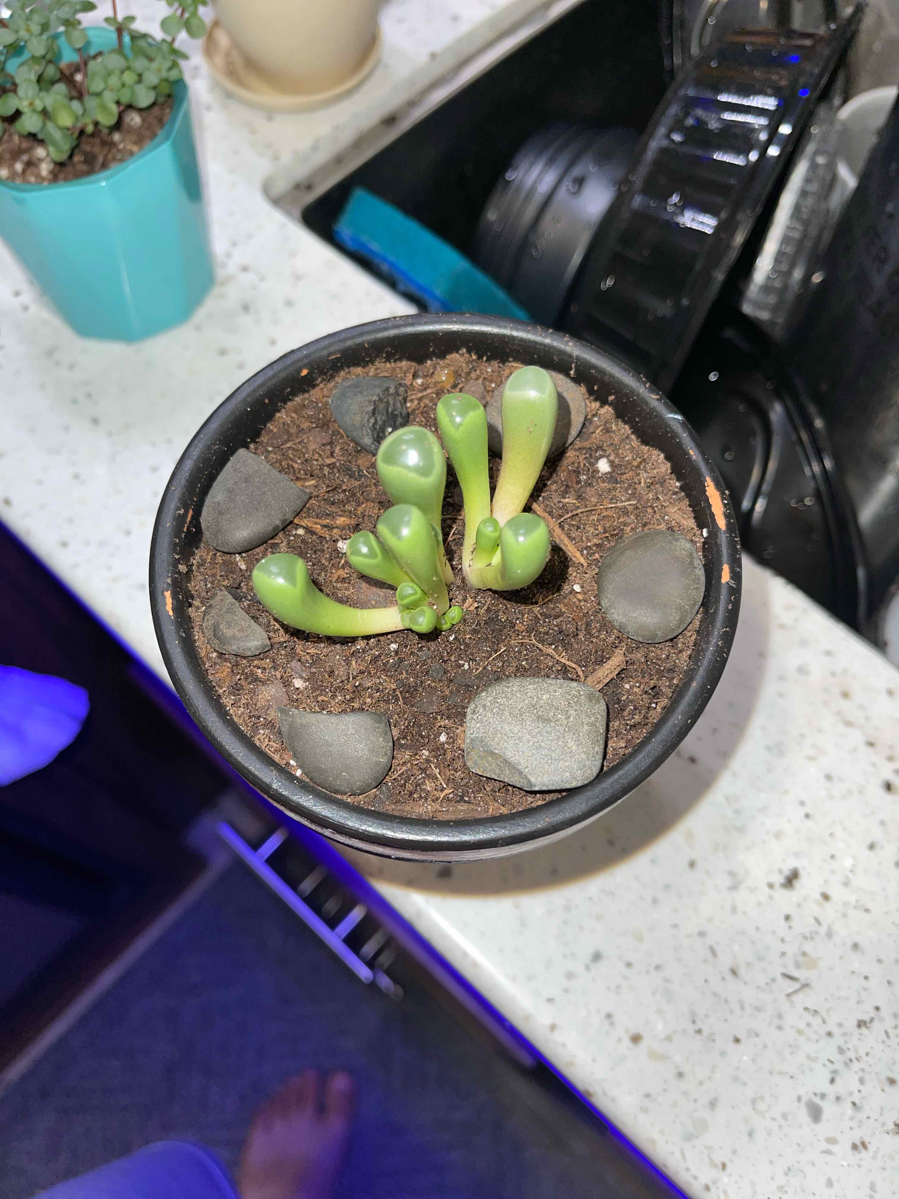 Potted Baby Toes plant (Fenestraria rhopalophylla) with healthy green leaves and visible soil.