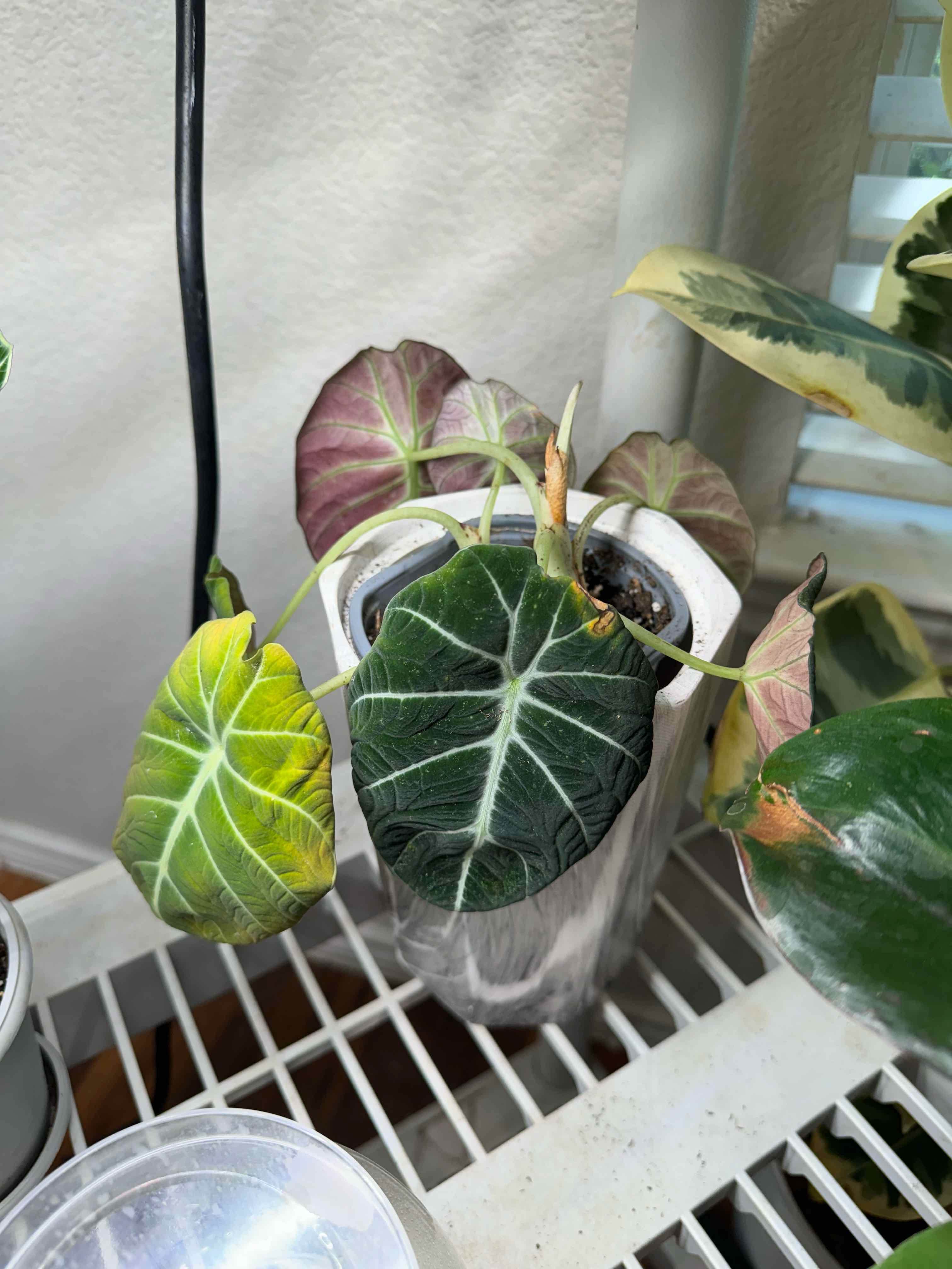 Black Velvet Alocasia plant in a white pot with some yellowing and browning leaves.