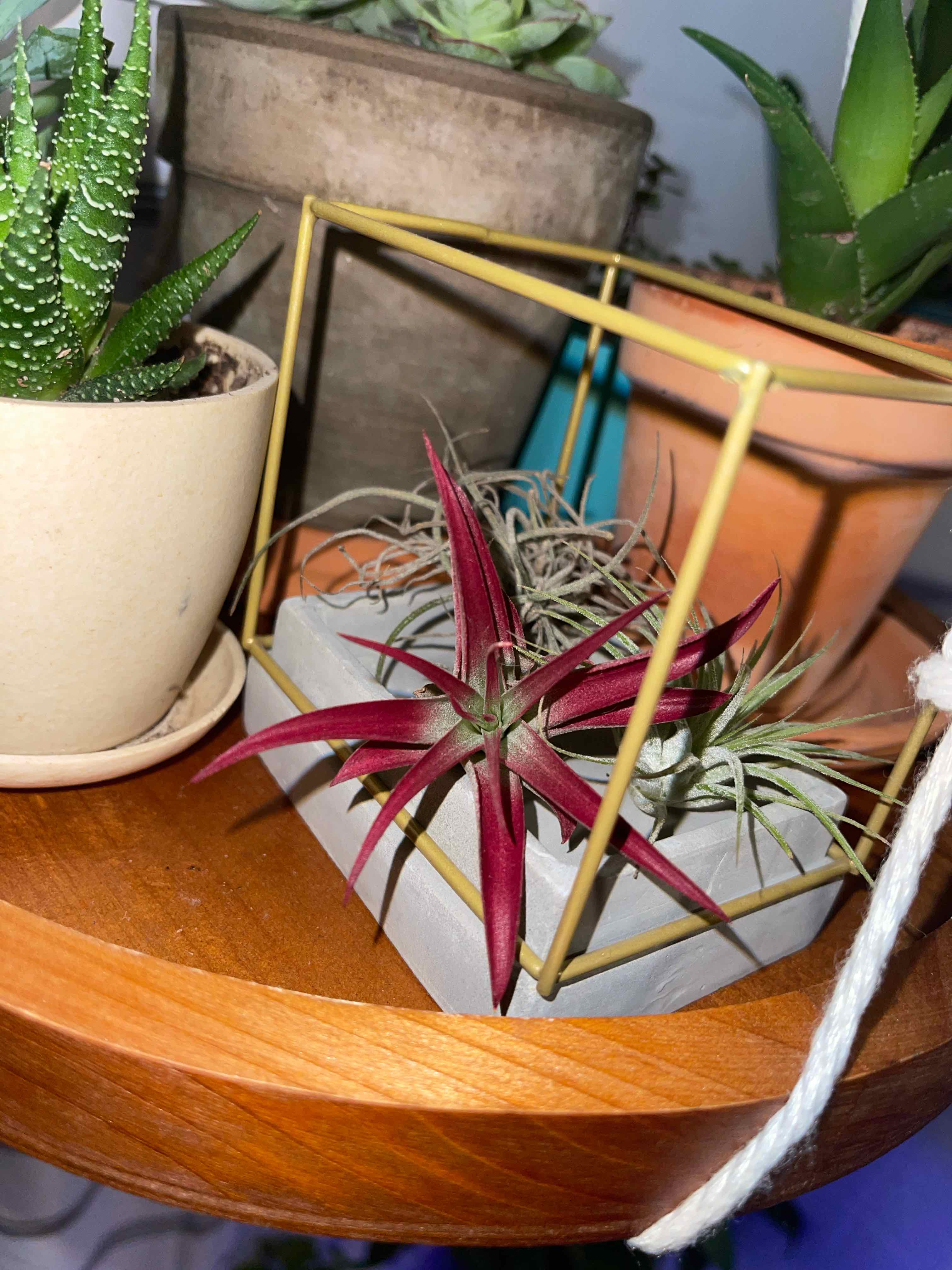 Brachycaulos Green Air Plant in a decorative holder with other plants in the background.