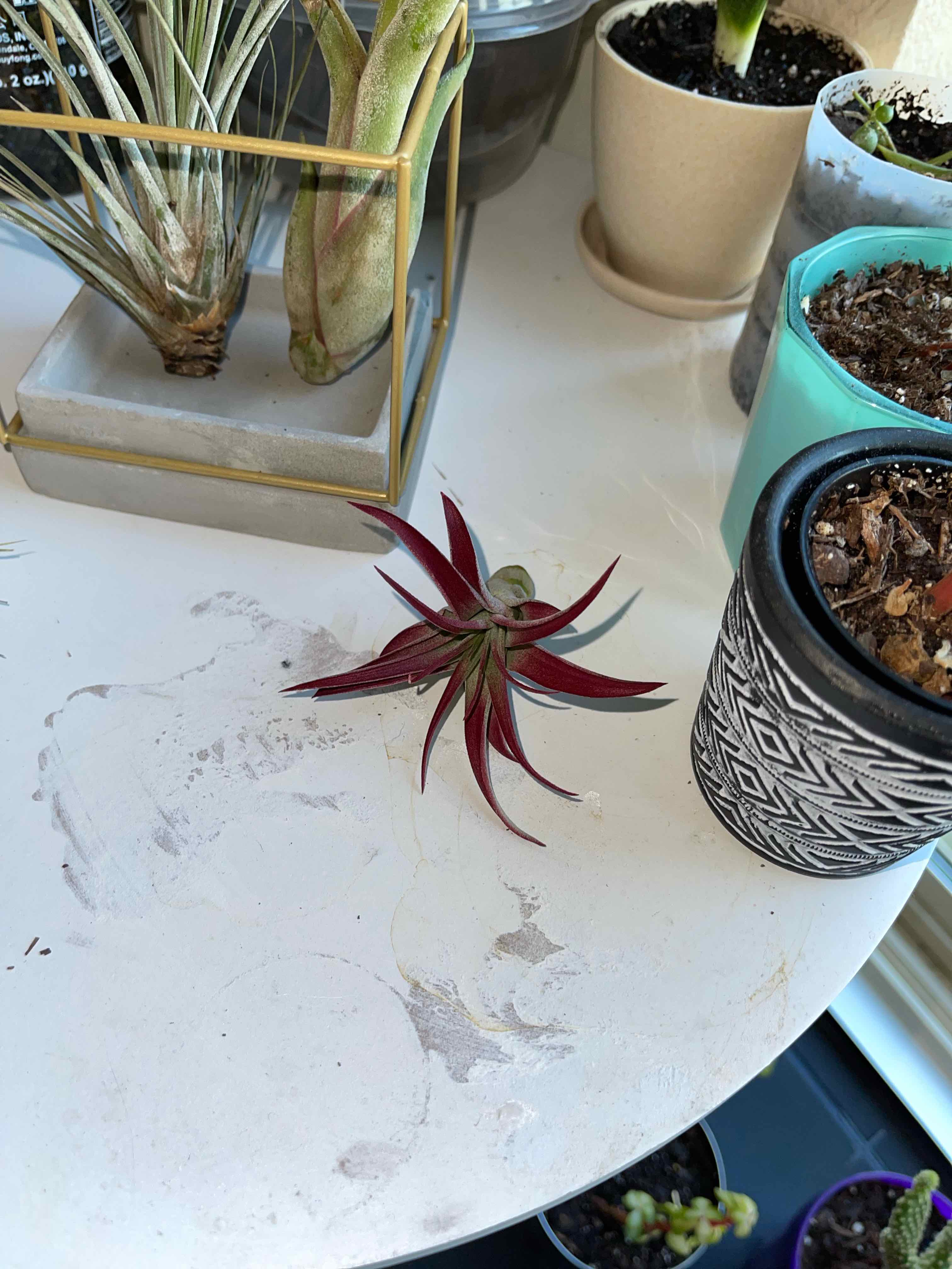 Brachycaulos Green Air Plant with vibrant red leaves on a white surface, surrounded by other potted plants.