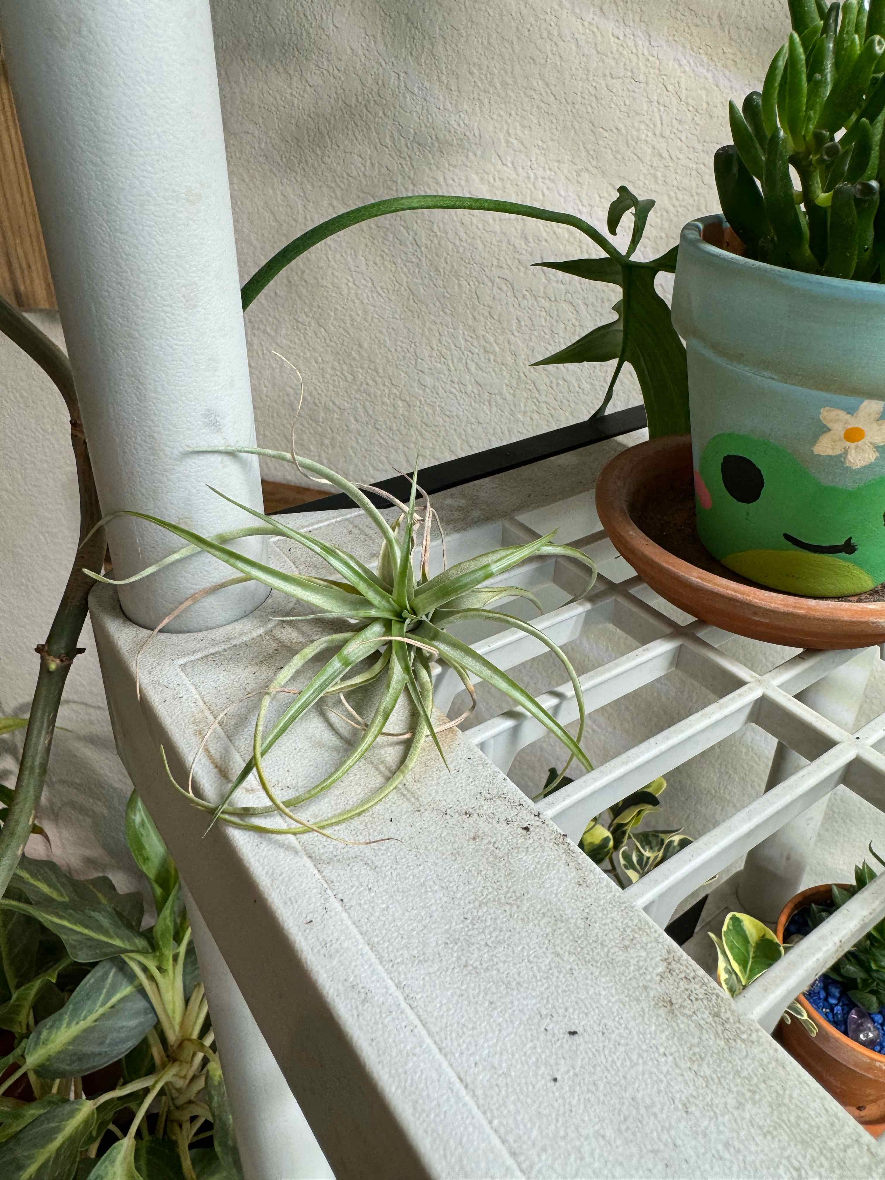 Photo of the plant species Brachycaulos Green Air Plant by @Seddybear named Margo on Greg, the plant care app