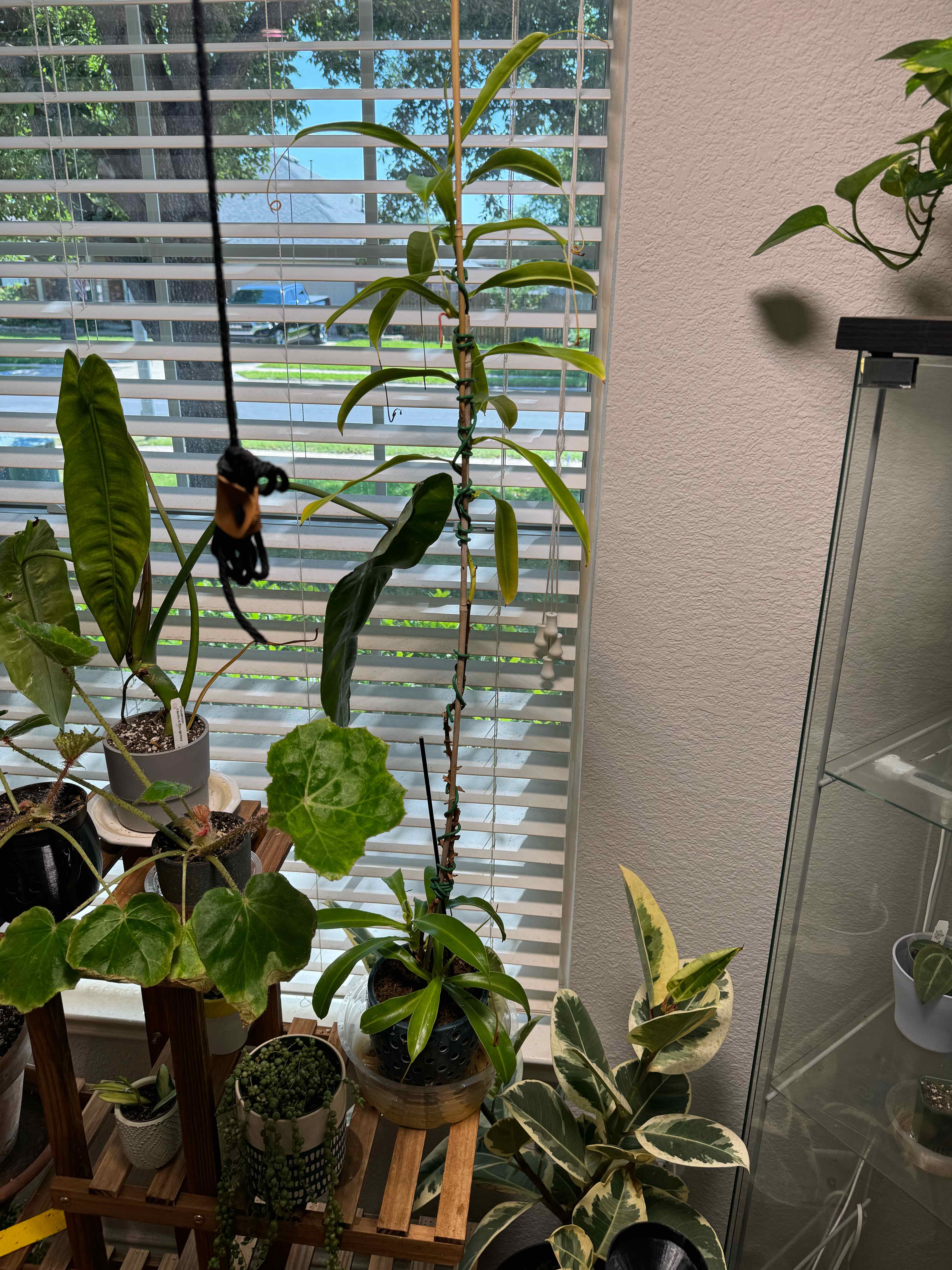 Indoor setting with multiple potted plants, including a tall Tropical Pitcher Plant.