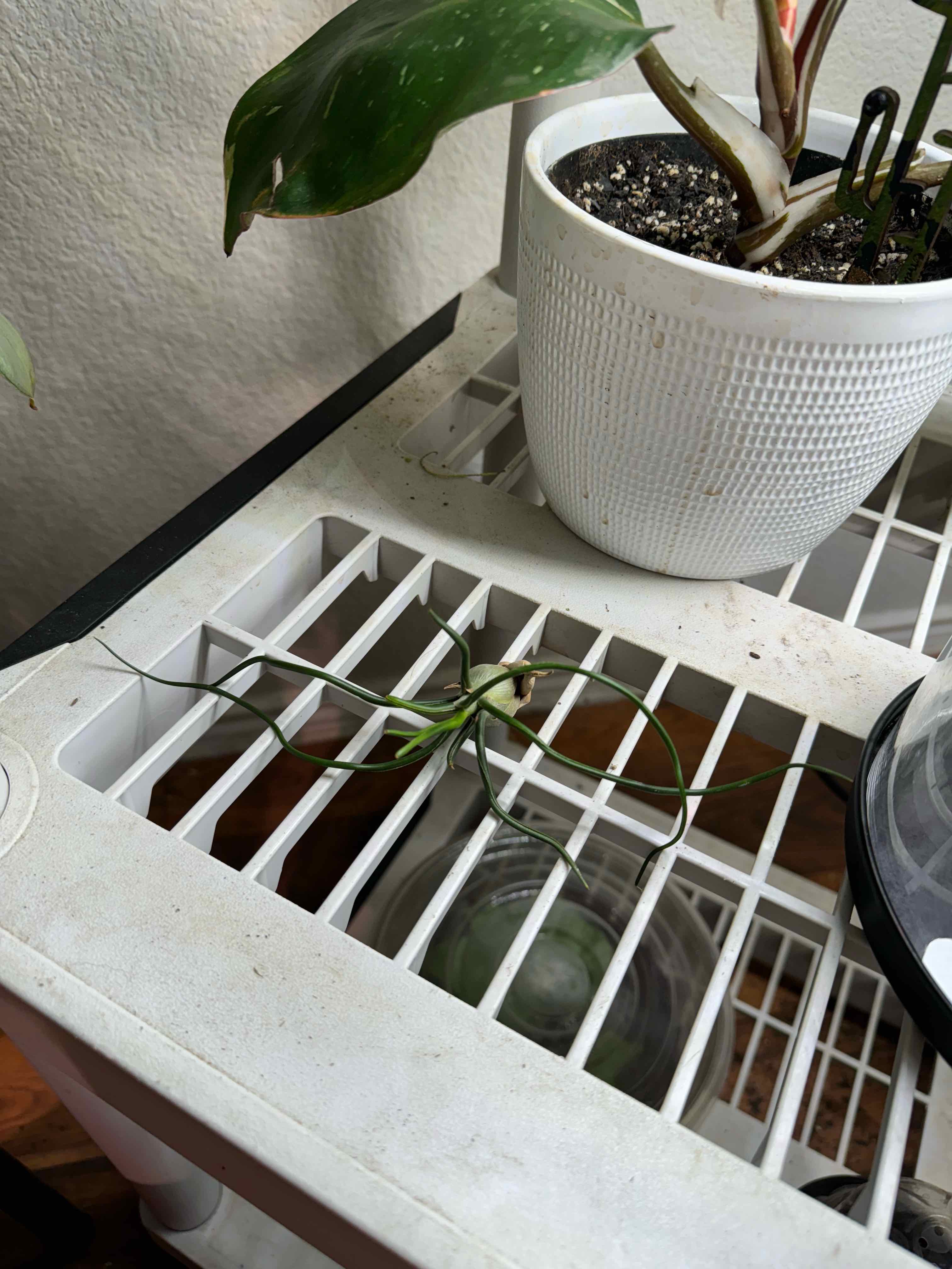 Medusa Head Air Plant on a white grid surface with a potted plant in the background.