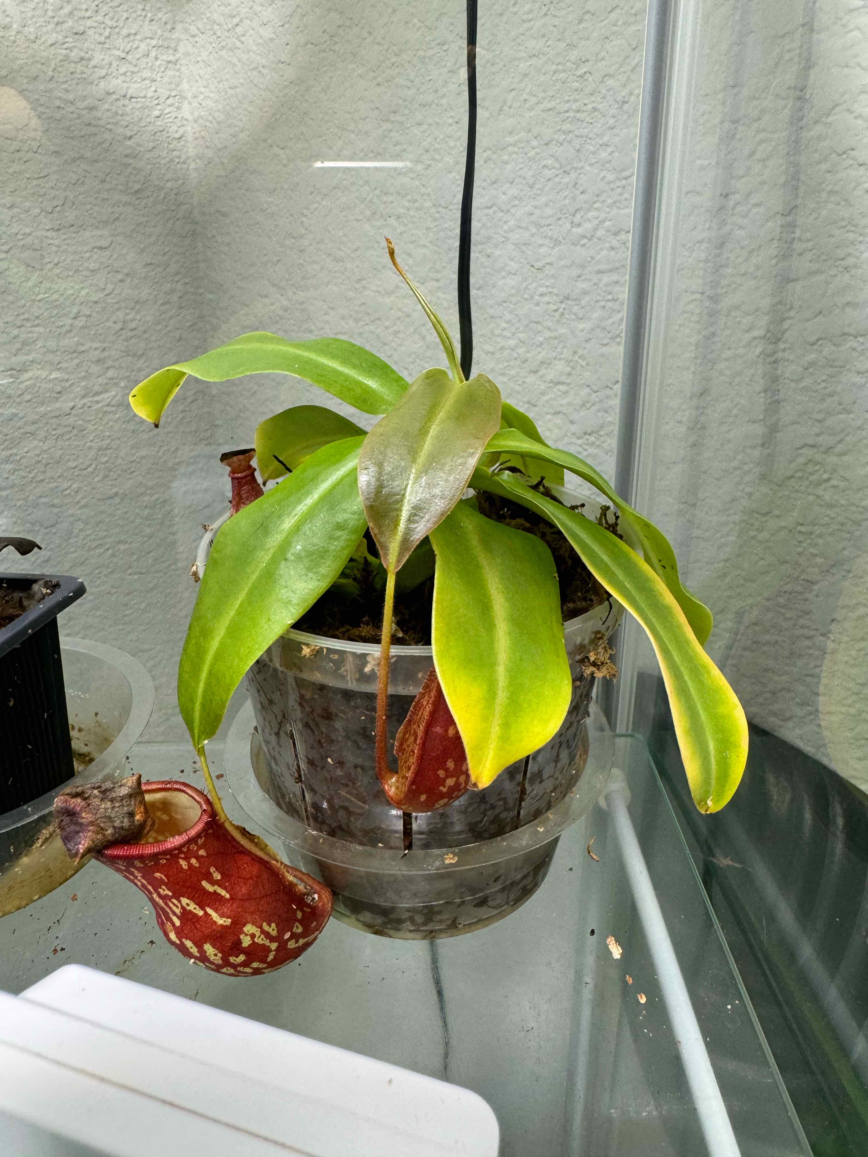 Tropical Pitcher Plant in a transparent pot with some yellowing leaves and visible pitchers.