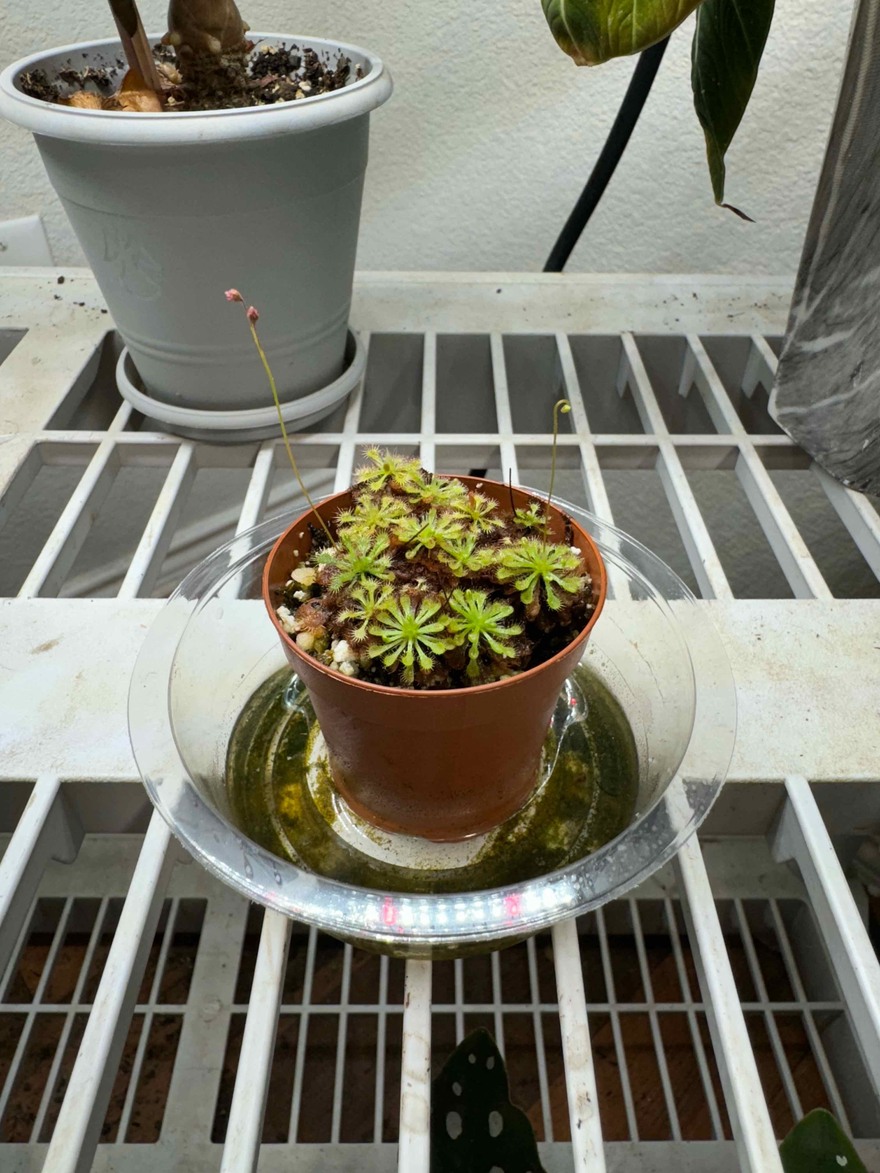 Spoon-Leaved Sundew plant in a pot on a water tray, healthy with no visible issues.