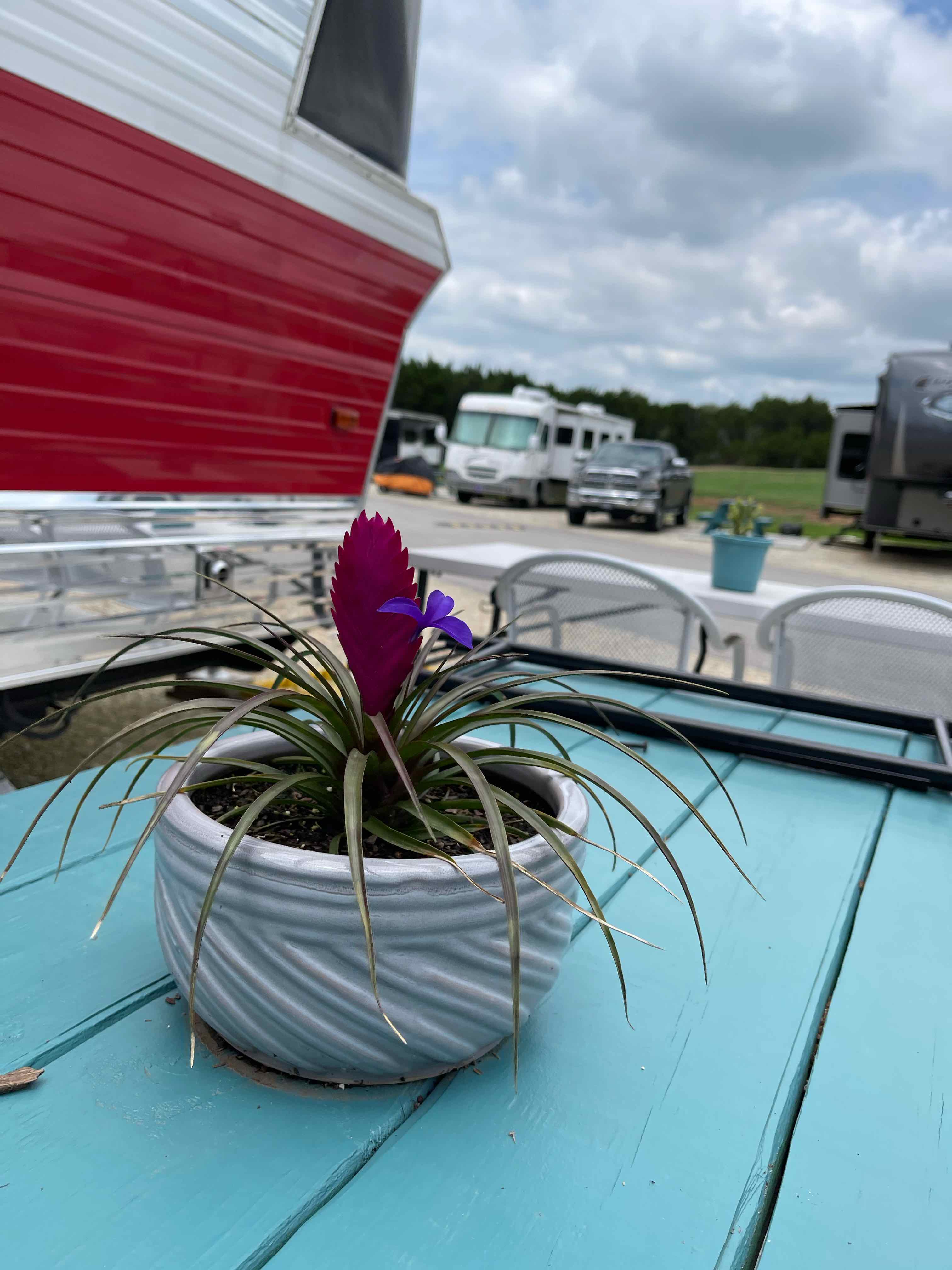 Pink Quill Plant (Tillandsia cyanea) in a pot on a blue table with a pink bract and purple flower.