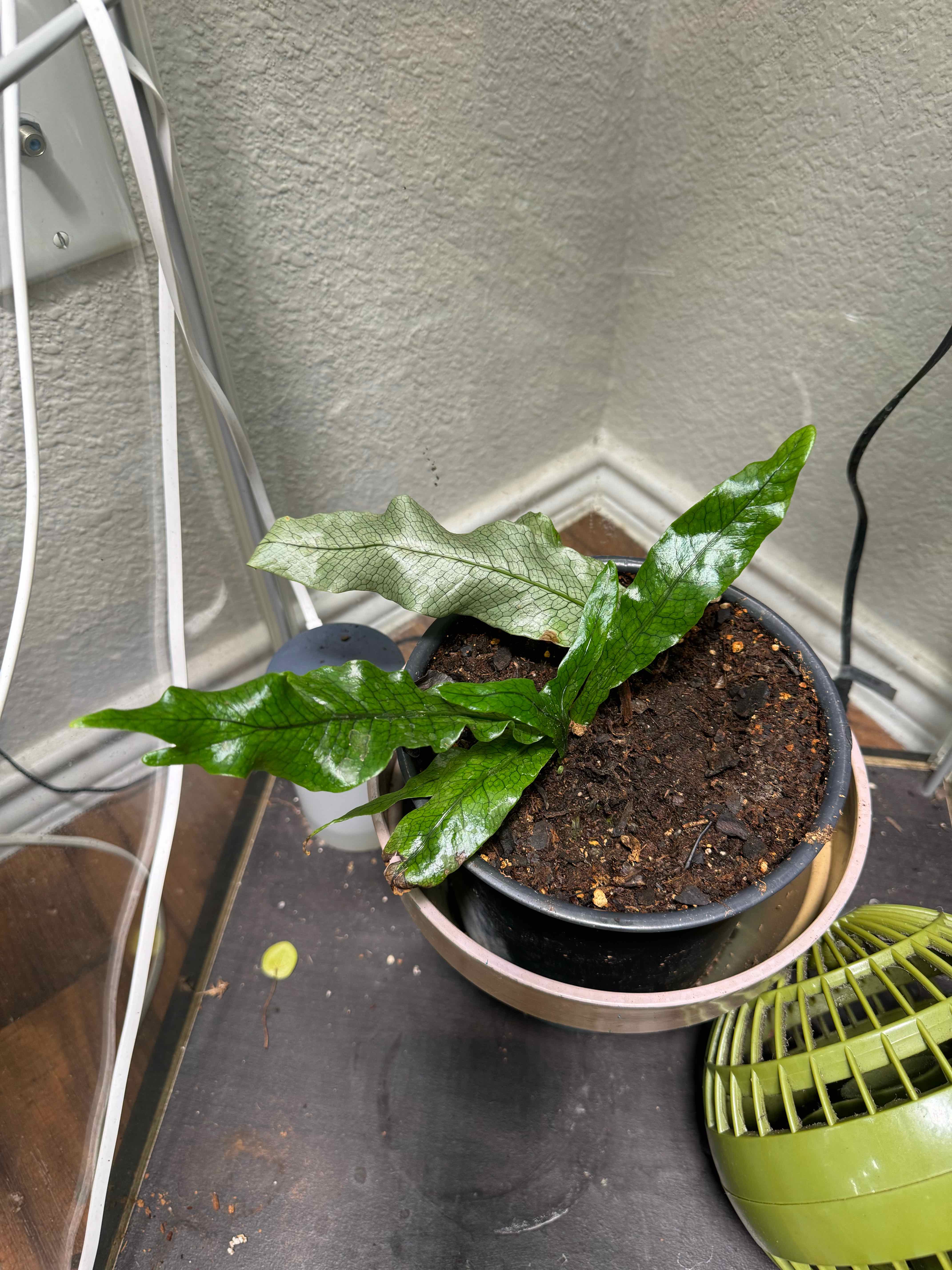 Crocodile Fern in a pot with visible soil, healthy green leaves, well-framed.