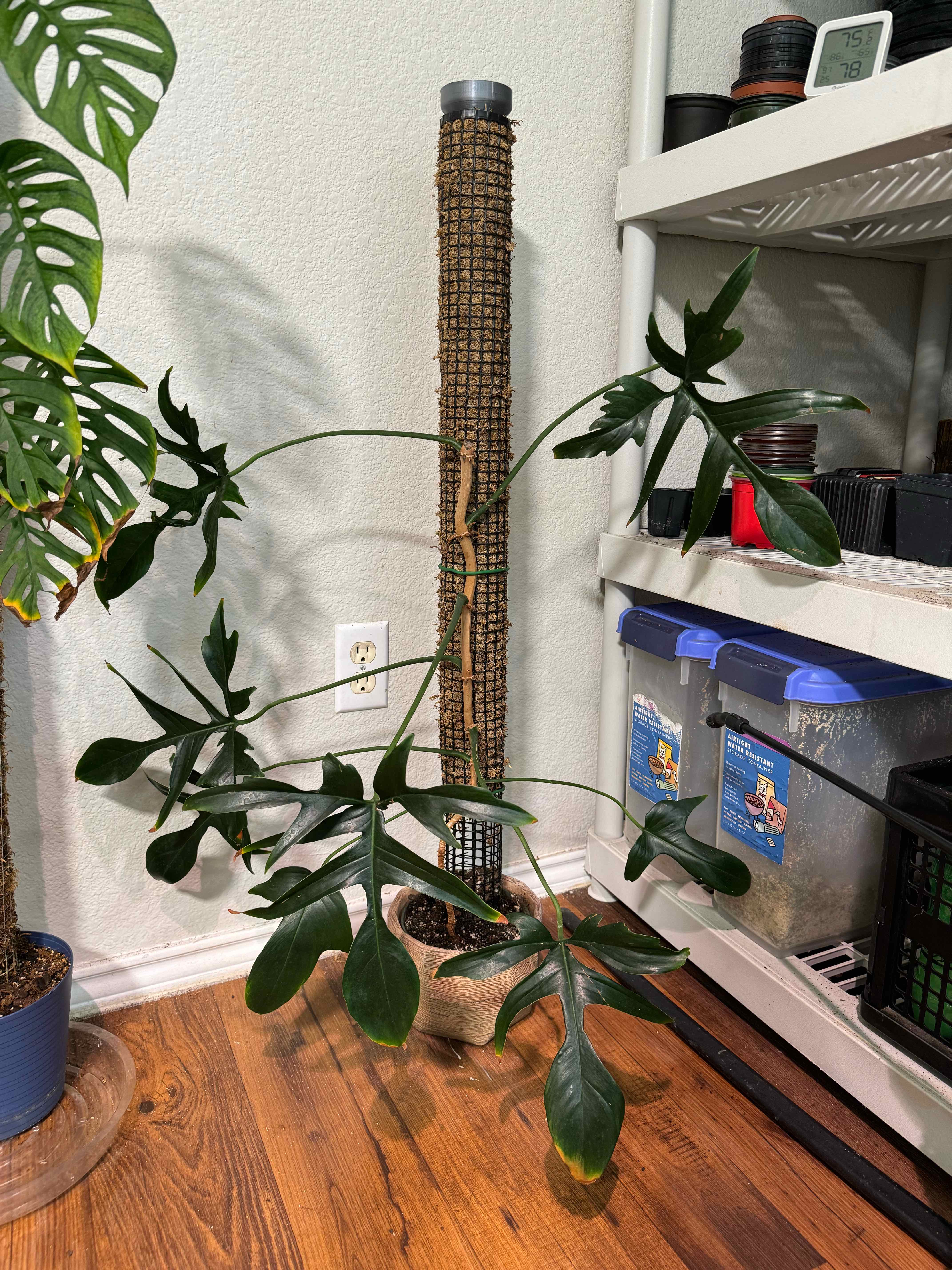 Philodendron Pedatum plant indoors, supported by a moss pole, appears healthy.
