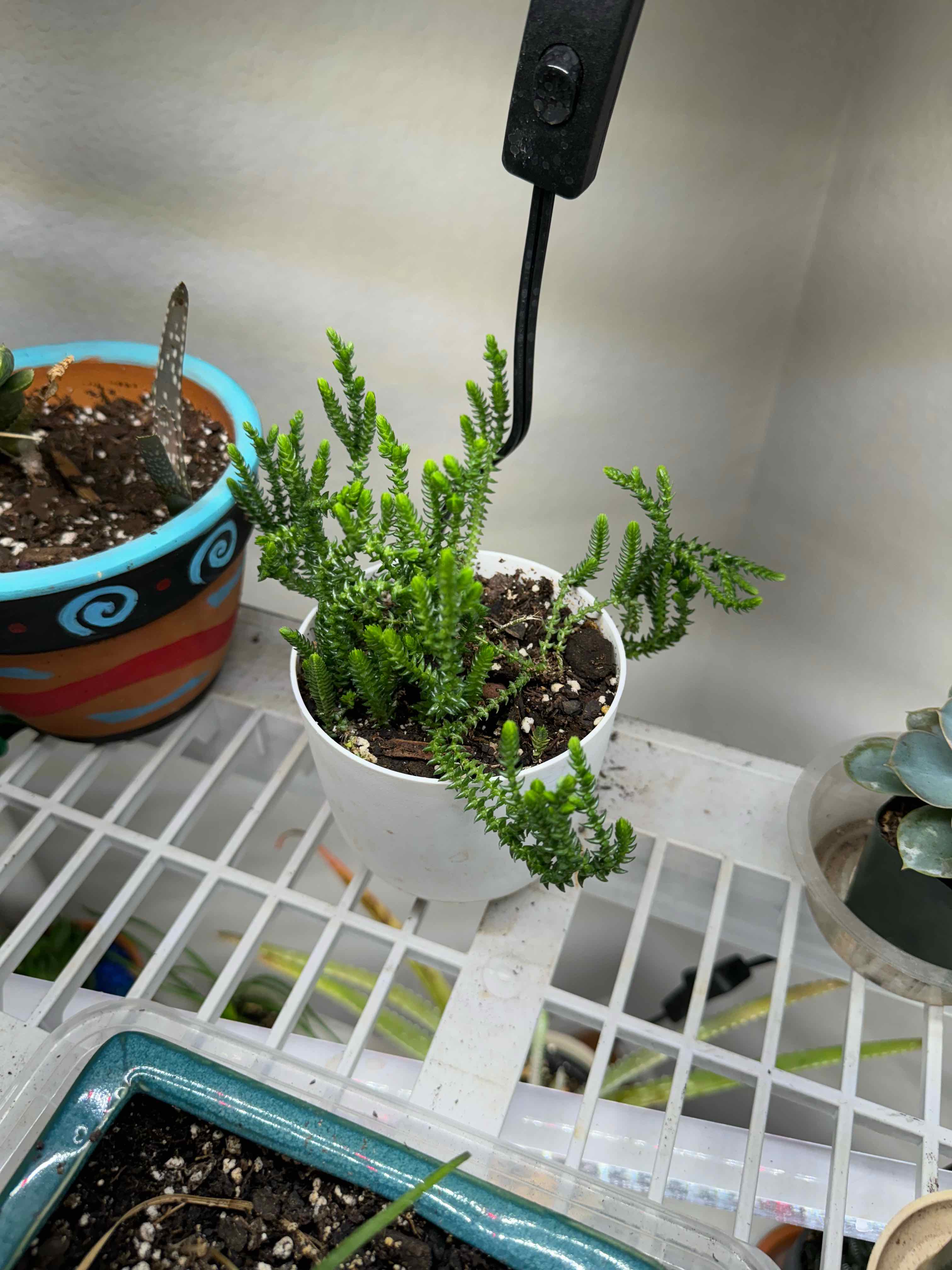 Rattail Crassula plant in a white pot with healthy green foliage.