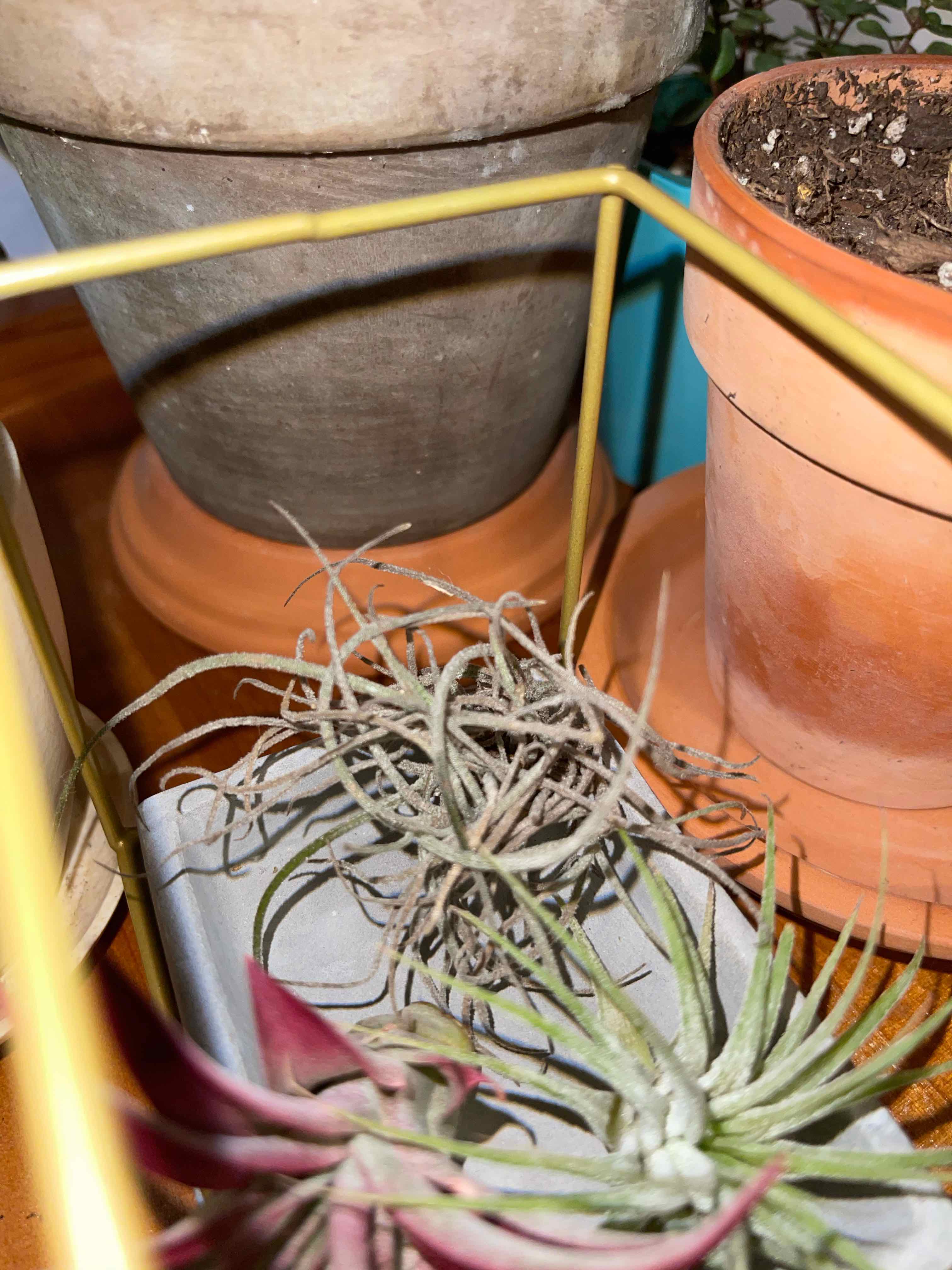 Small Ballmoss plant among other potted plants, appears healthy.