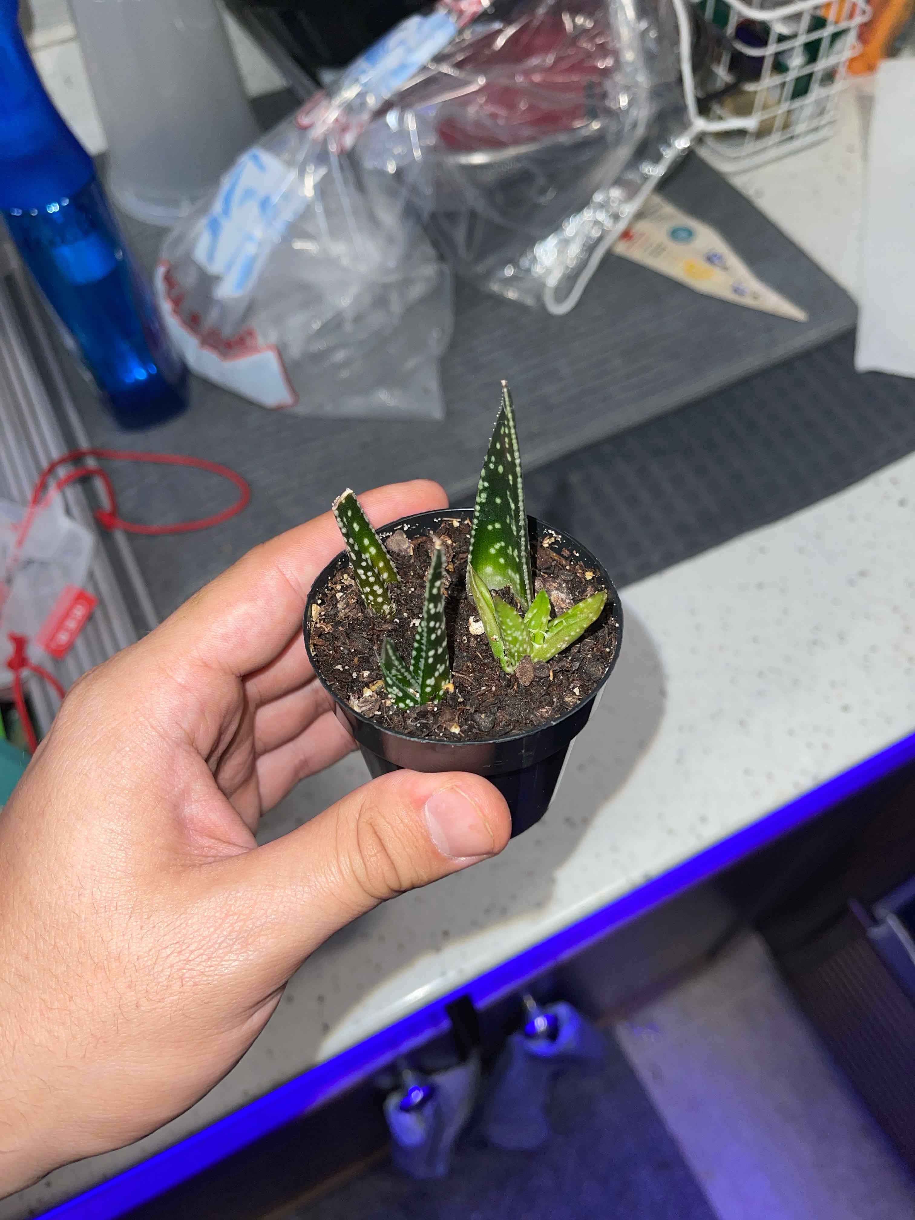 A healthy Bredasdorp Gasteria plant in a small pot, held by a hand.