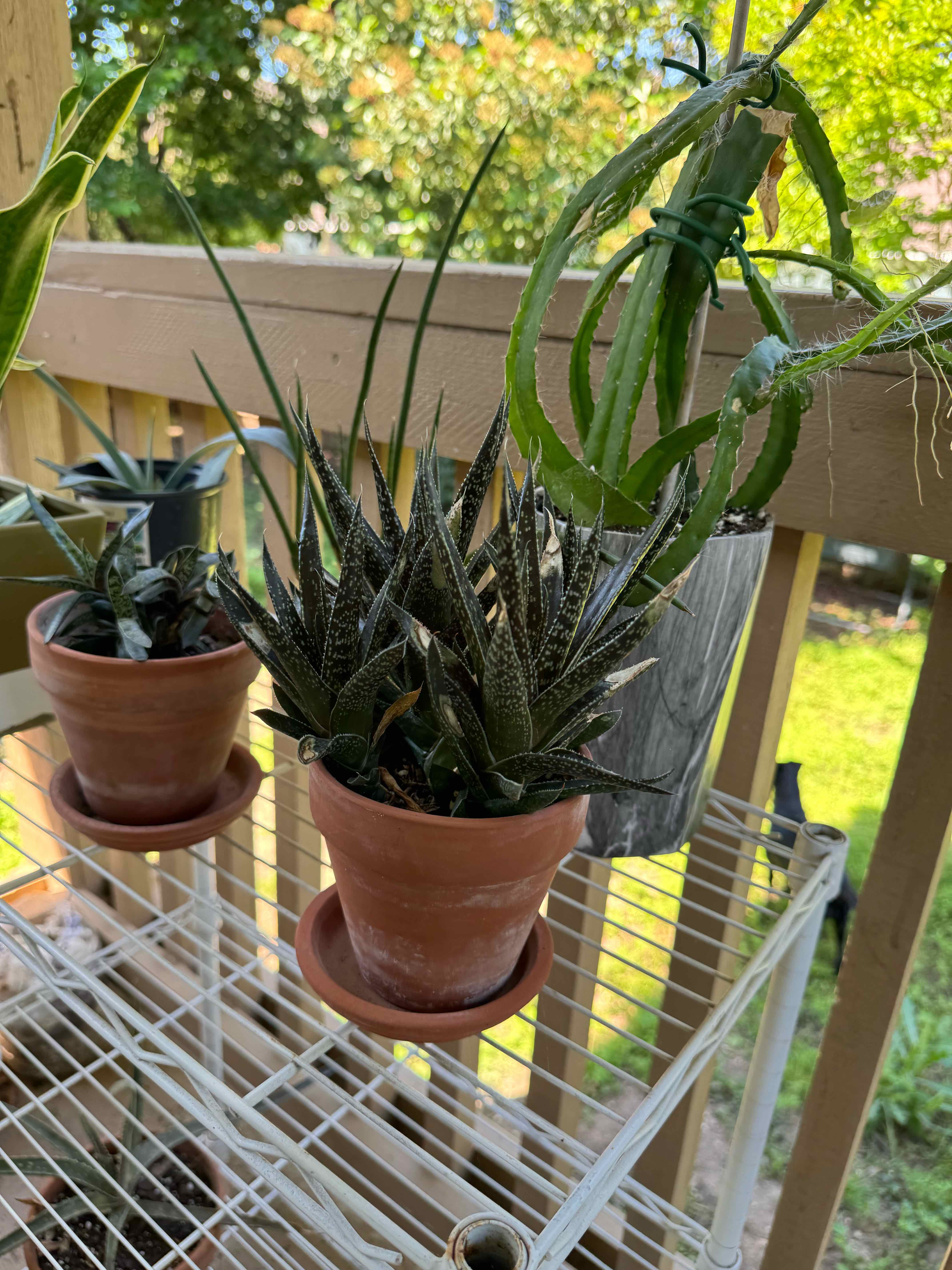 Potted Bredasdorp Gasteria on a wire shelf outdoors with other plants in the background.