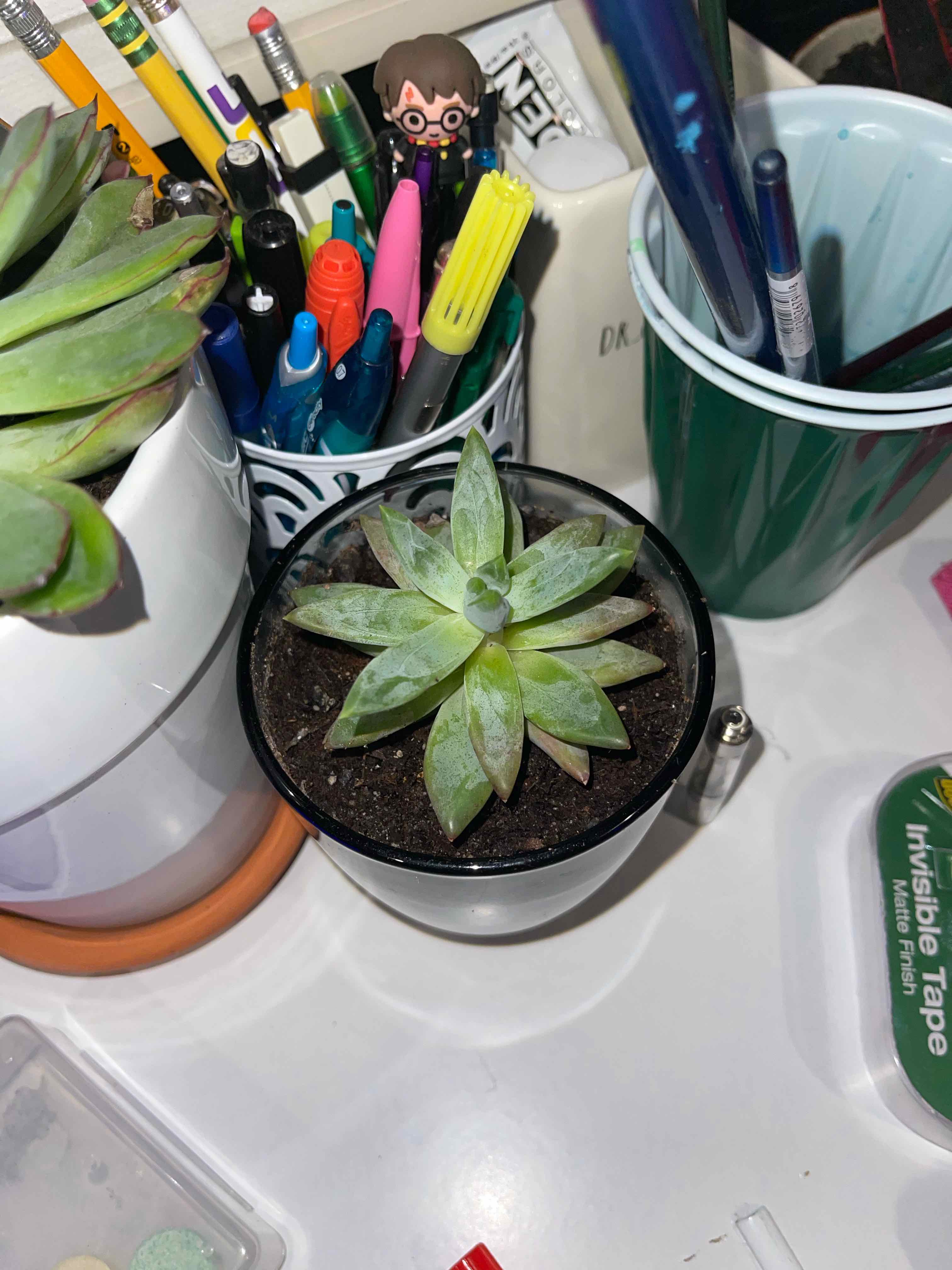 Pachyveria Little Jewel succulent in a black pot on a desk with stationery items.