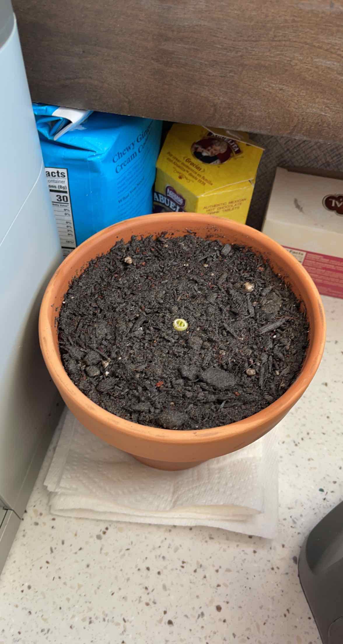 Potted Long Green Onion sprout in indoor setting with visible soil.