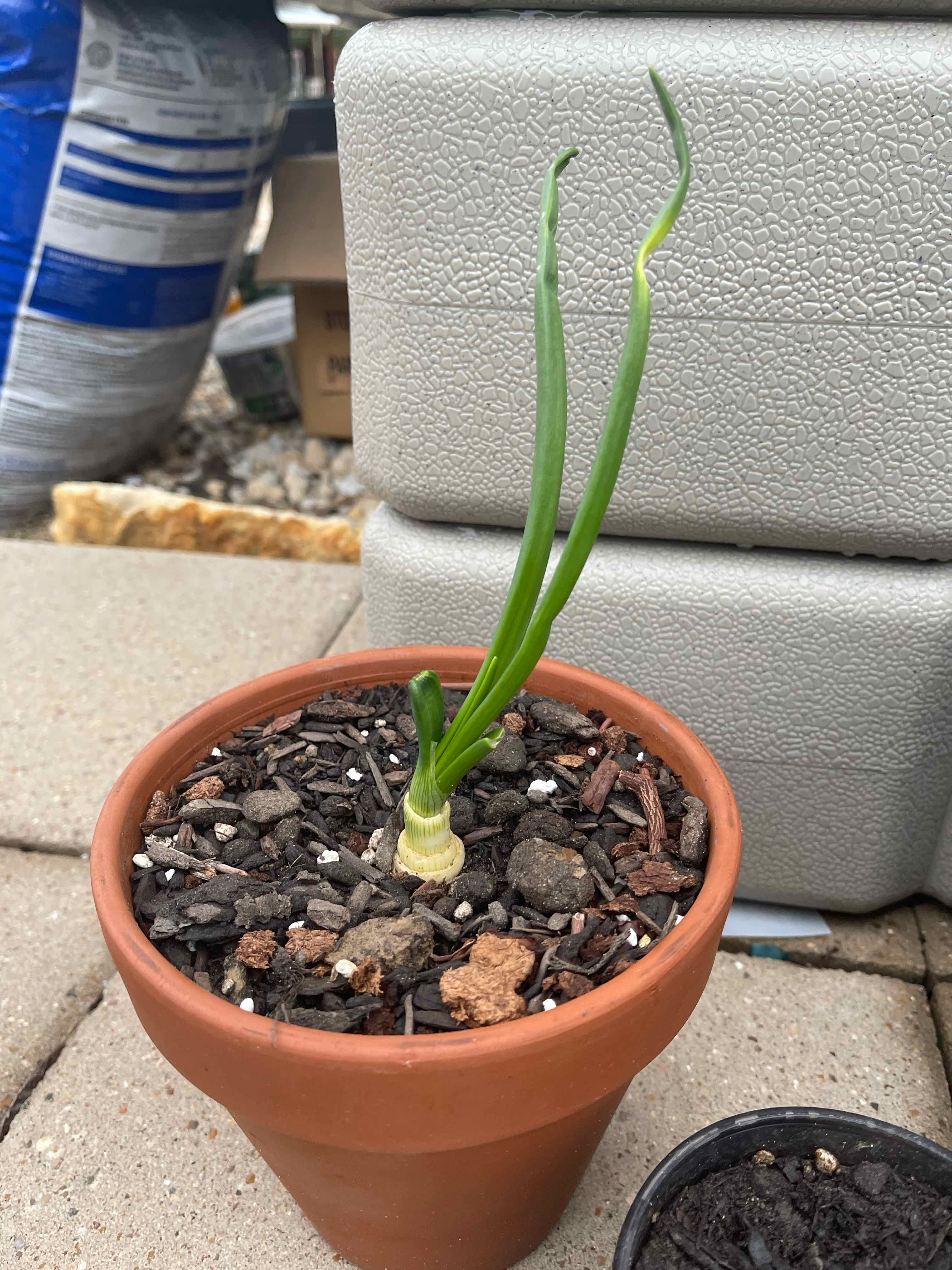 Potted Long Green Onion plant with visible soil and green leaves.
