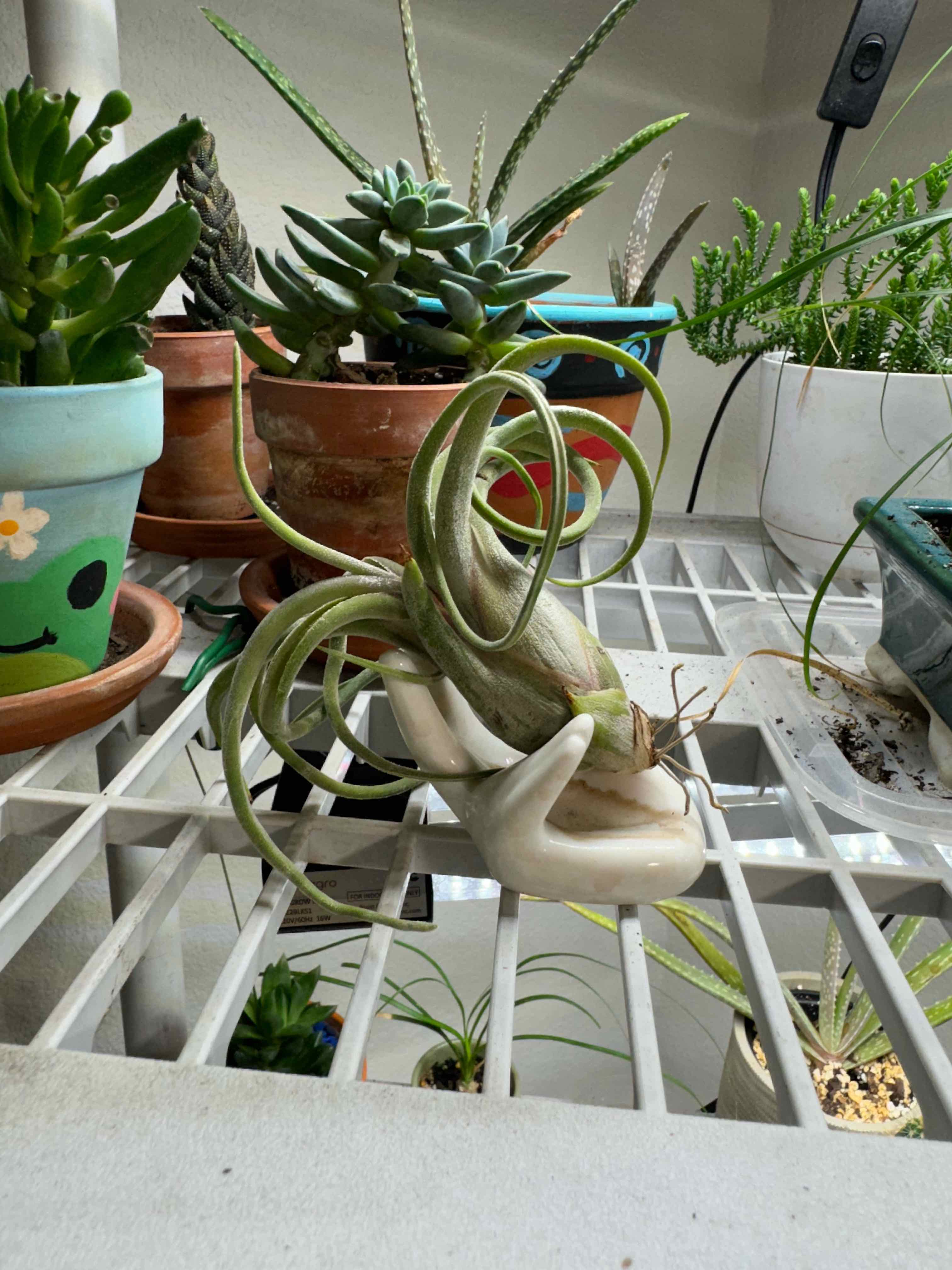 Bulbosa Air Plant on a white grid shelf among other potted plants.