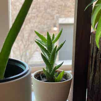 Tiger Tooth Aloe plant in Austin, Texas