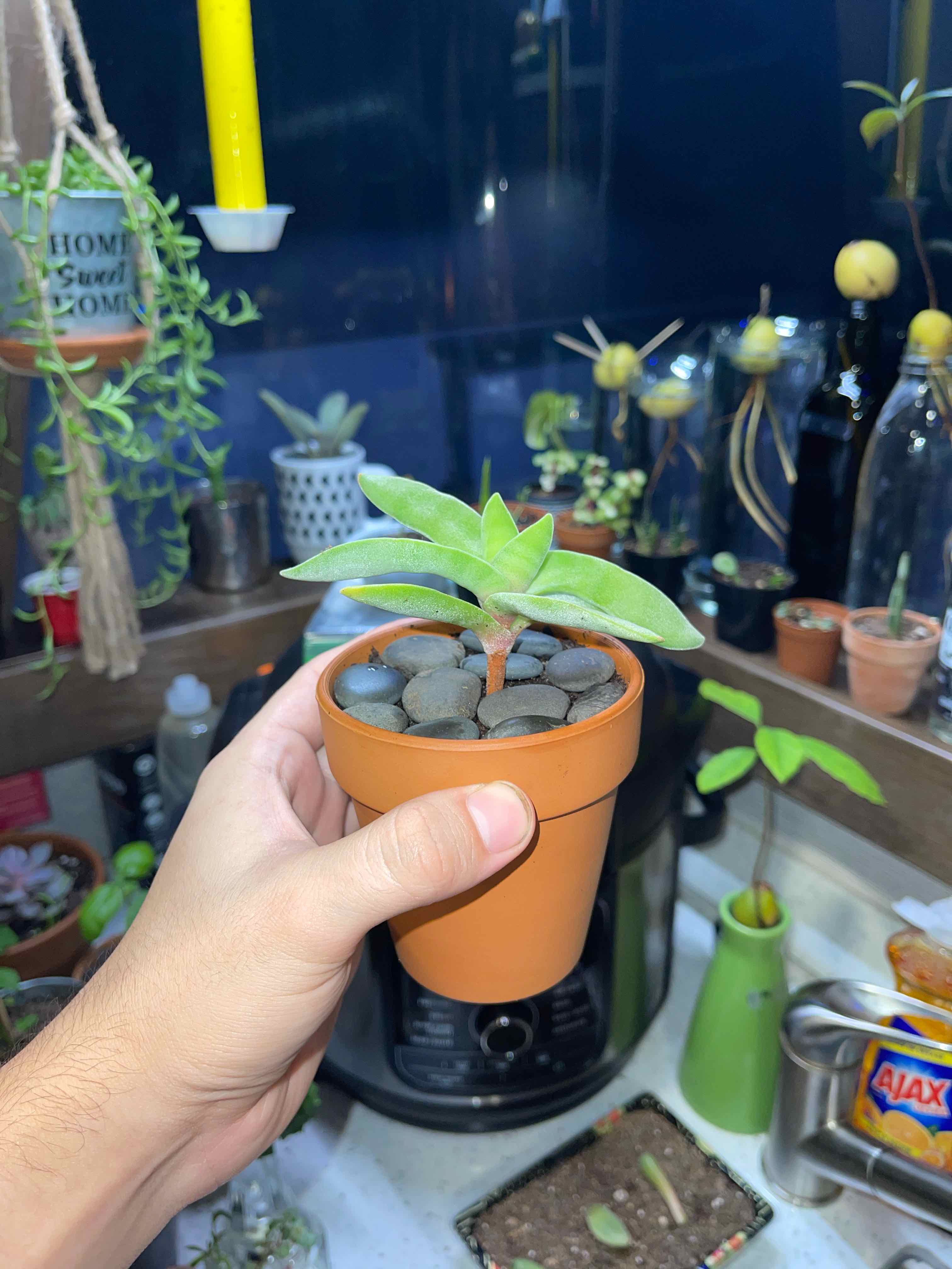 Hand holding a healthy Airplane Plant in a small pot with other plants in the background.