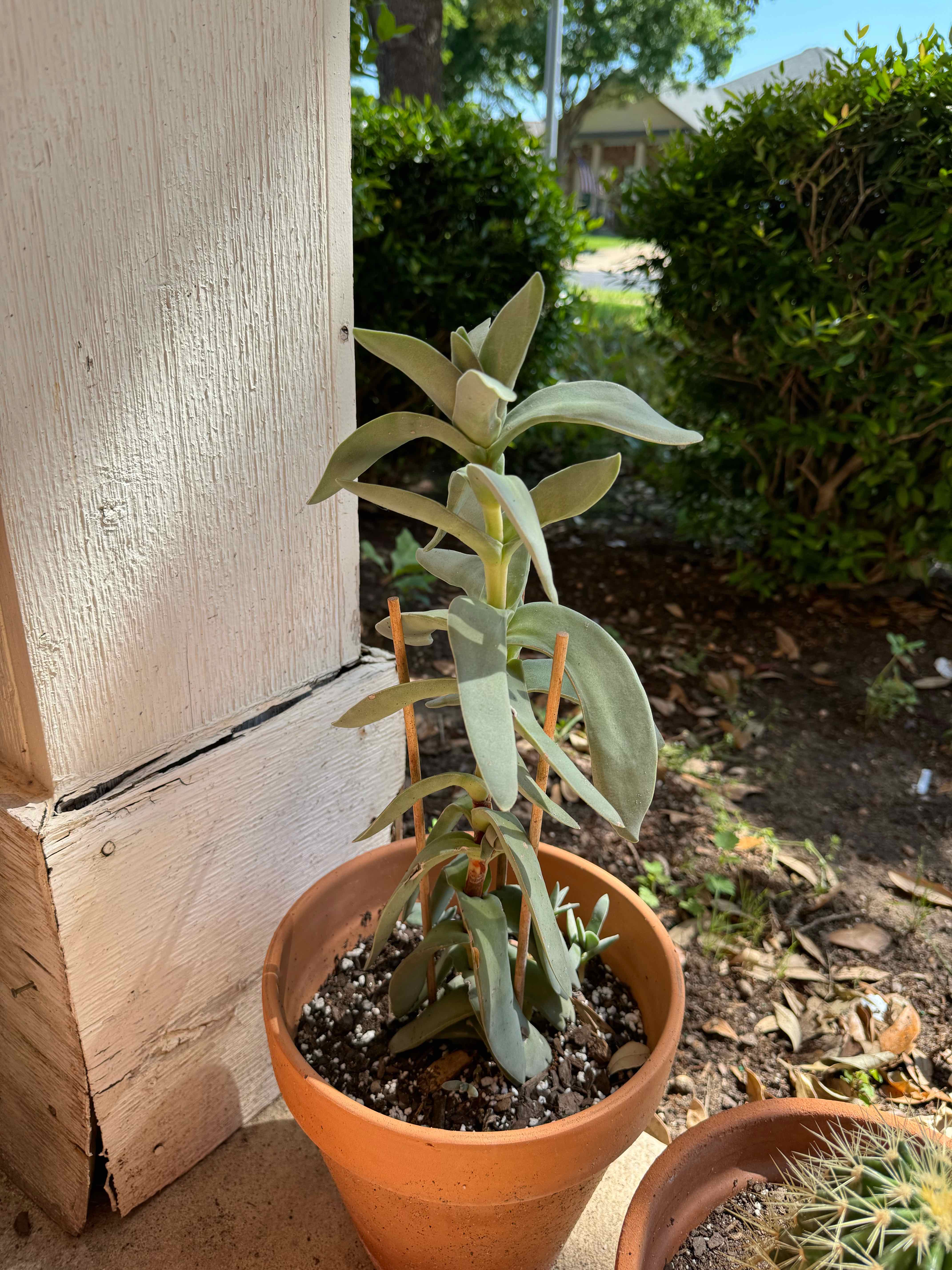 Potted Airplane Plant with healthy green leaves, visible soil, and well-framed.