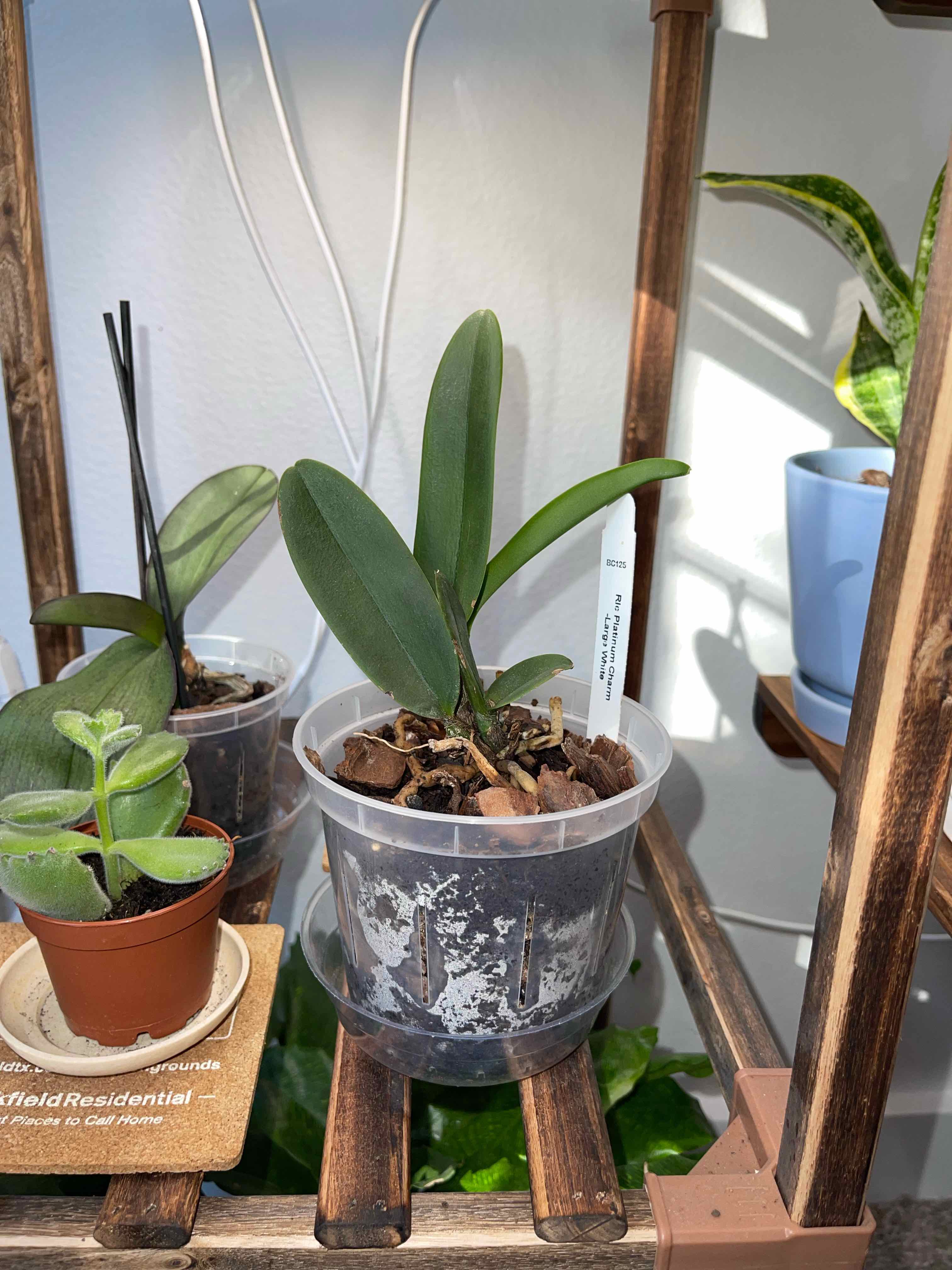 Plant care for Mrs. Chase Orchid on Greg, the plant care app