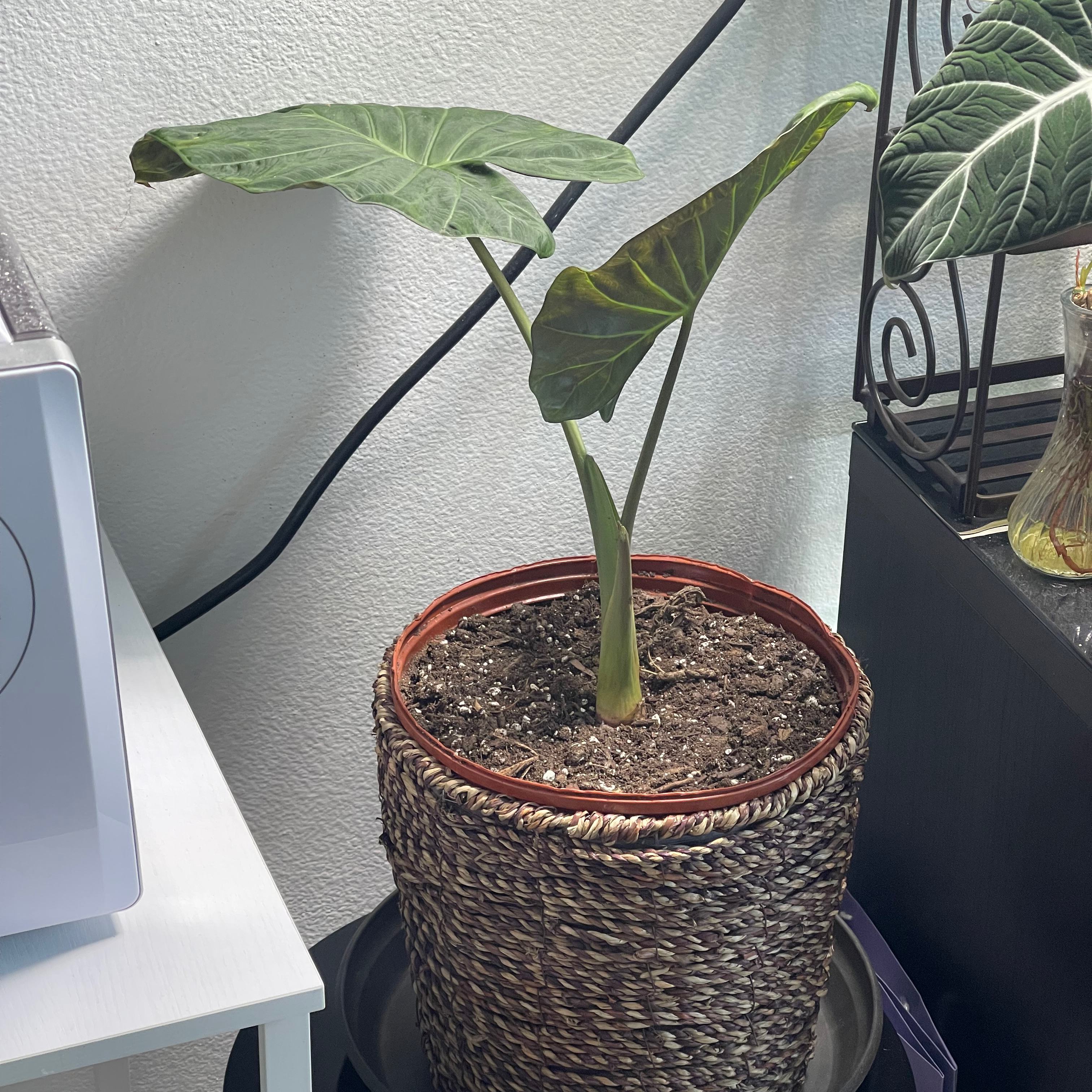 Potted Giant Taro plant with large green leaves, visible soil, and slight leaf curling.