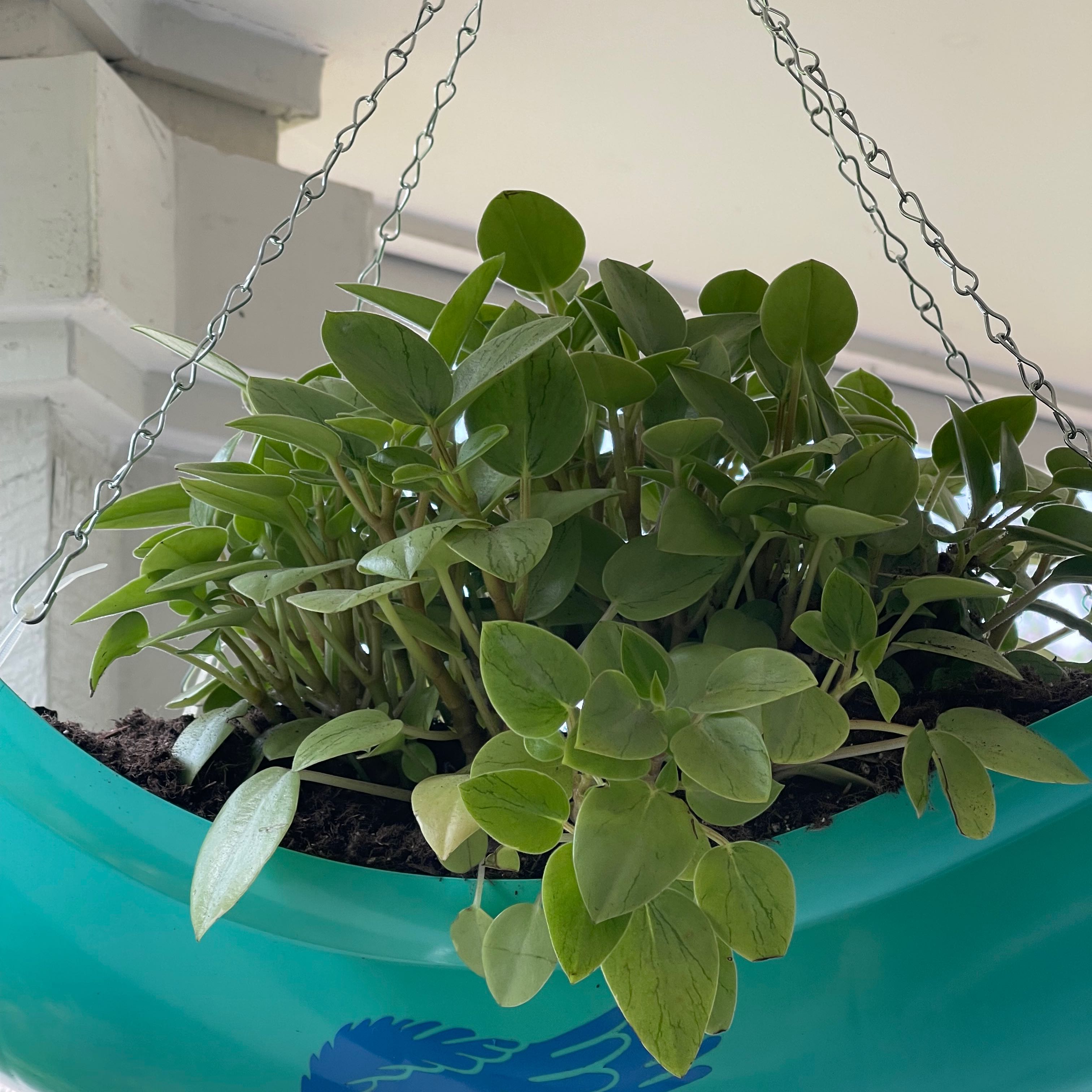 Teardrop Peperomia plant in a hanging pot with vibrant green leaves.