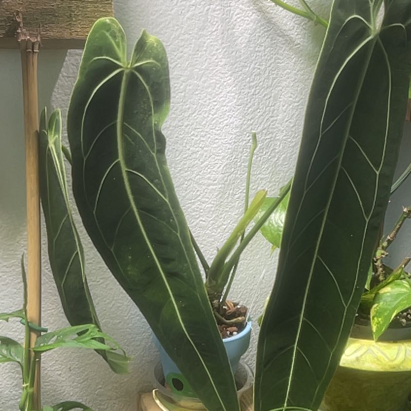 Anthurium warocqueanum plant with large, elongated leaves and prominent white veins in a pot.