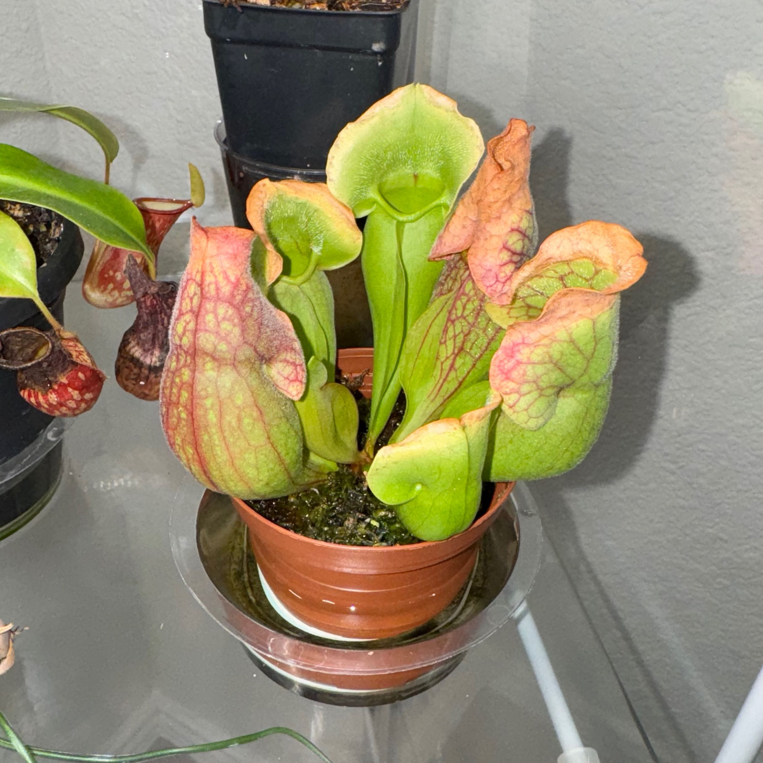 Purple Pitcher Plant in a small pot with some slight browning on leaf edges.