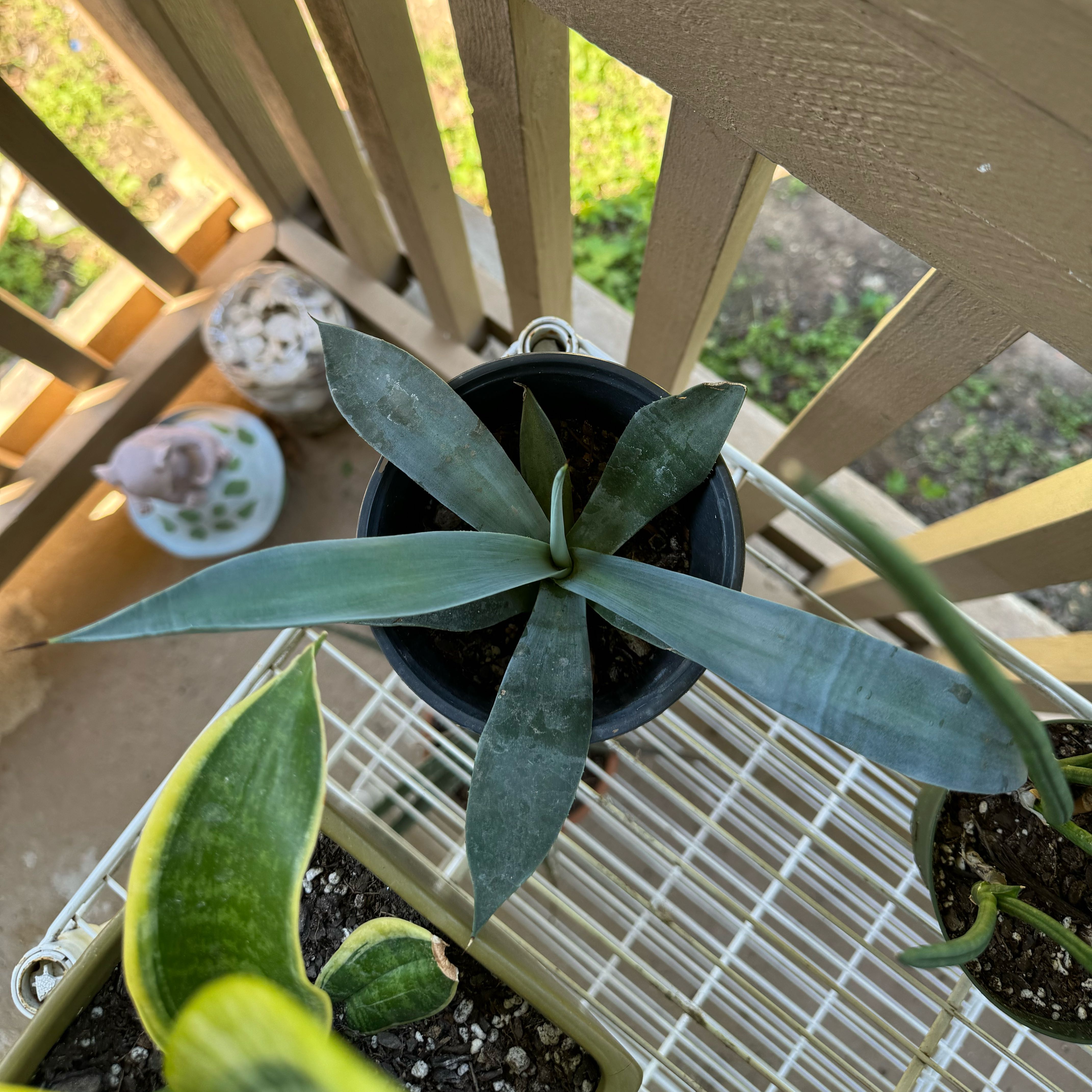 Closeup of a healthy blue-green century plant growing in a pot on a wooden deck railing or pergola structure.