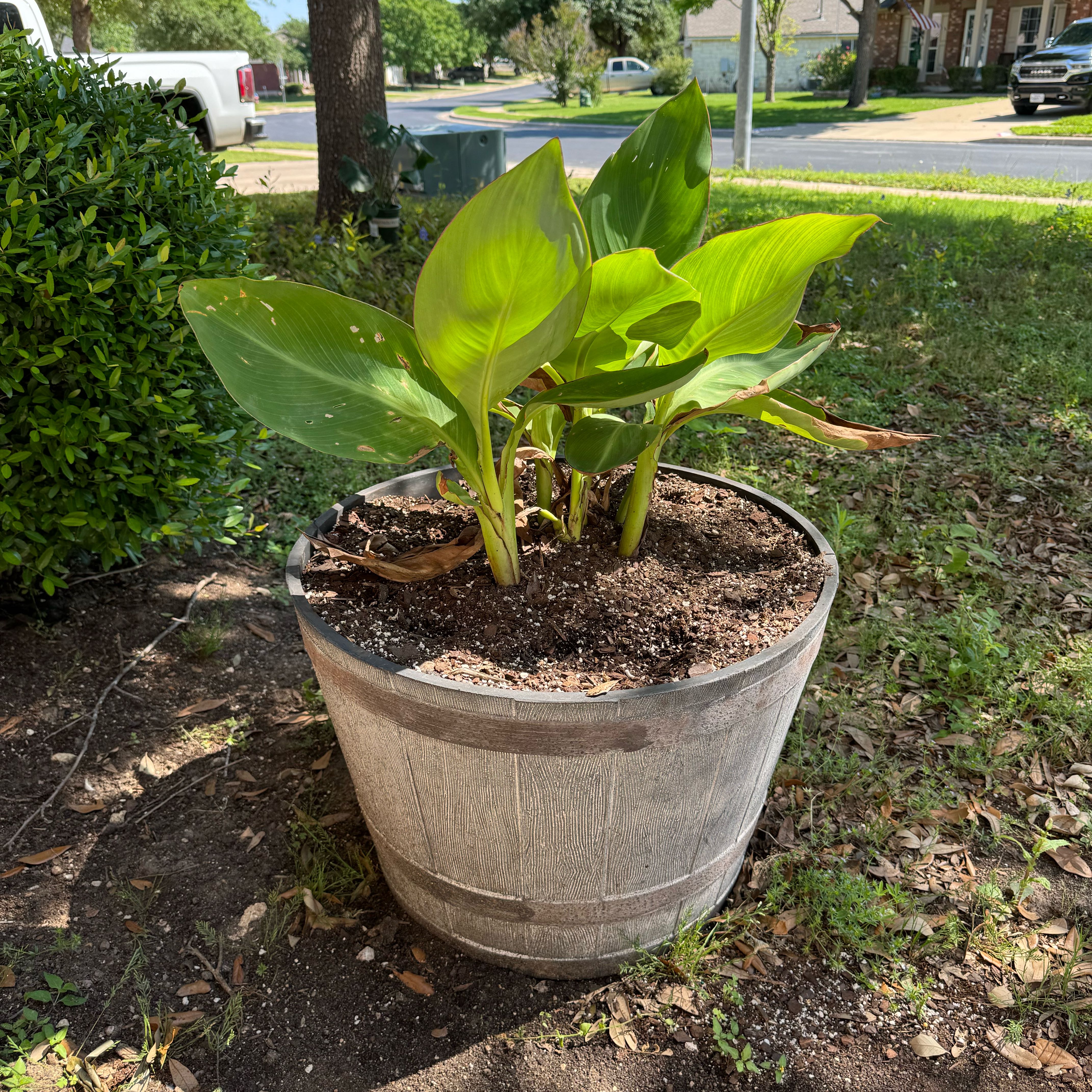 Healthy green Calla Lily plant growing in a large gray outdoor planter, with several upright leaves but no visible flowers.