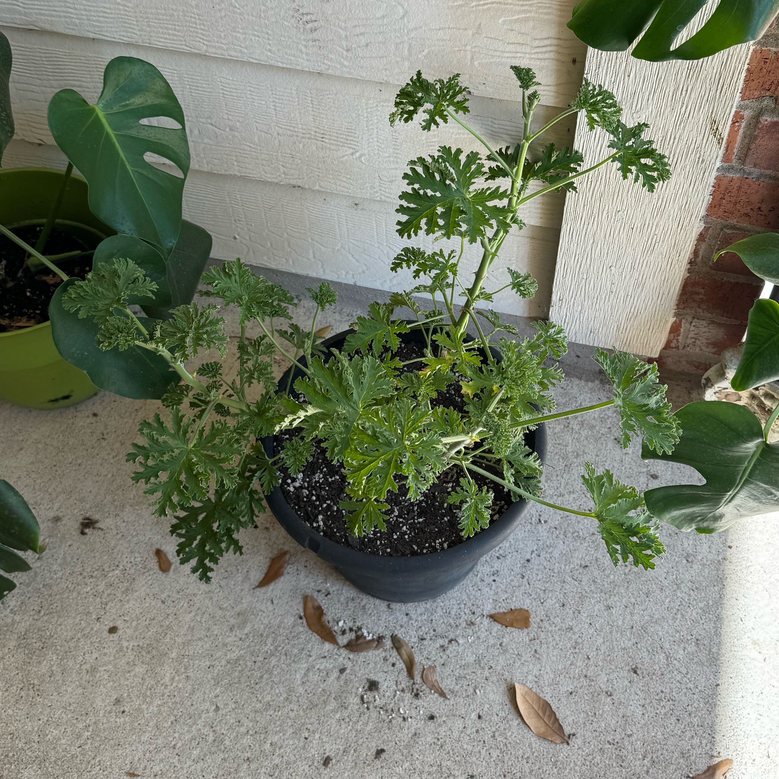 Sweet Scented Geranium in a pot on a concrete surface, with visible soil and green leaves.