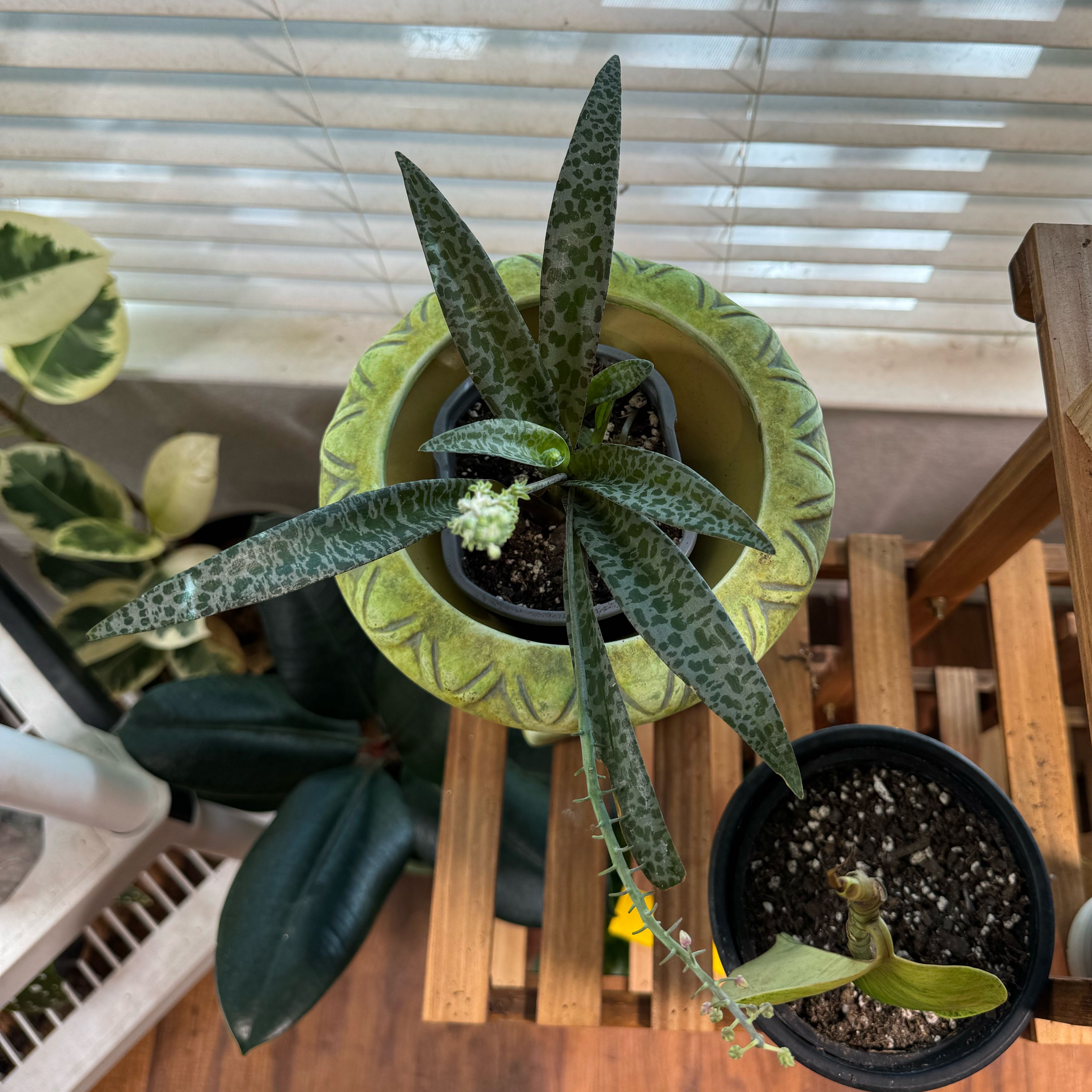 Silver Squill plant in a pot with distinctive spotted leaves, placed on a wooden stand.