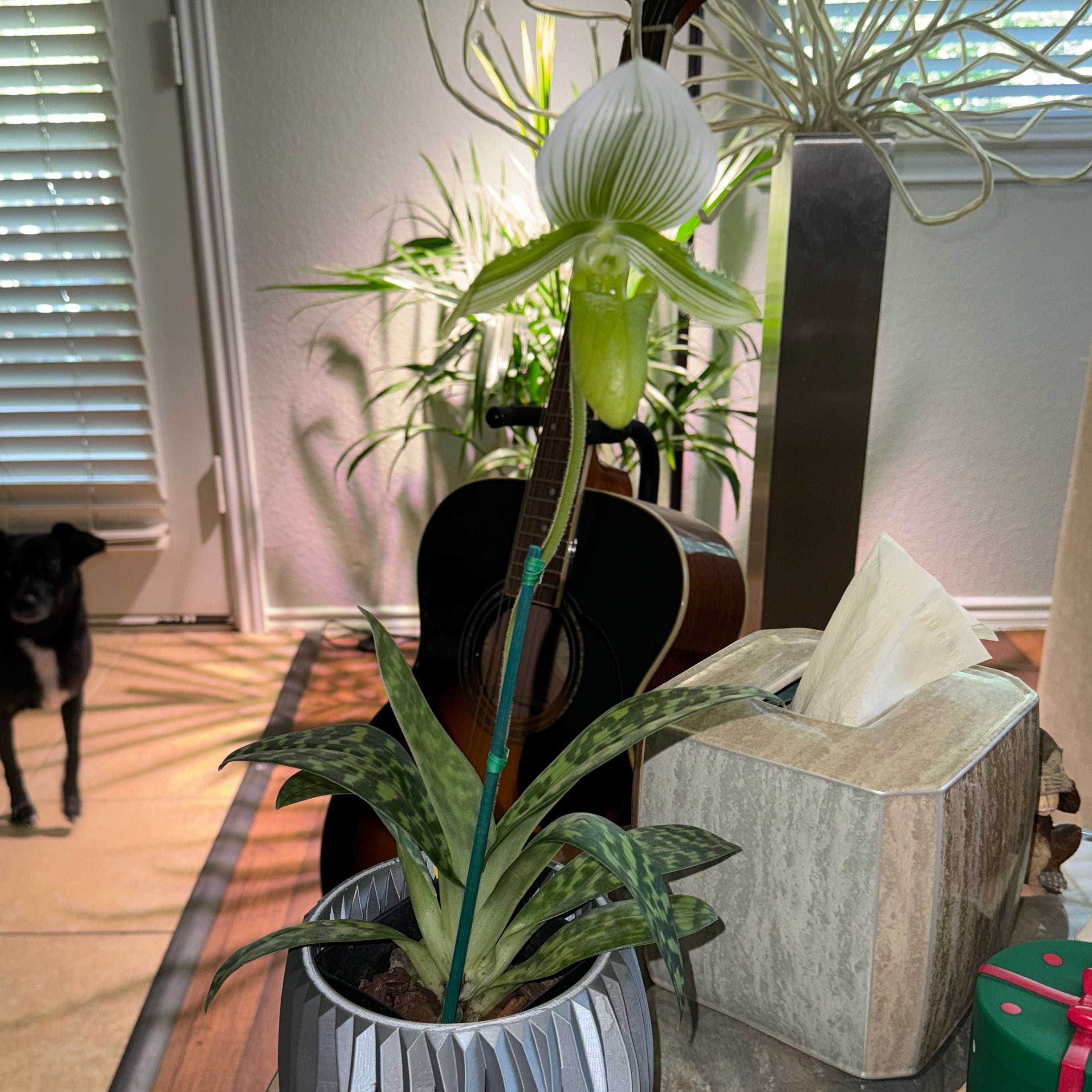 Photo of the plant species Showy Lady Slipper by @Seddybear named Gomez on Greg, the plant care app