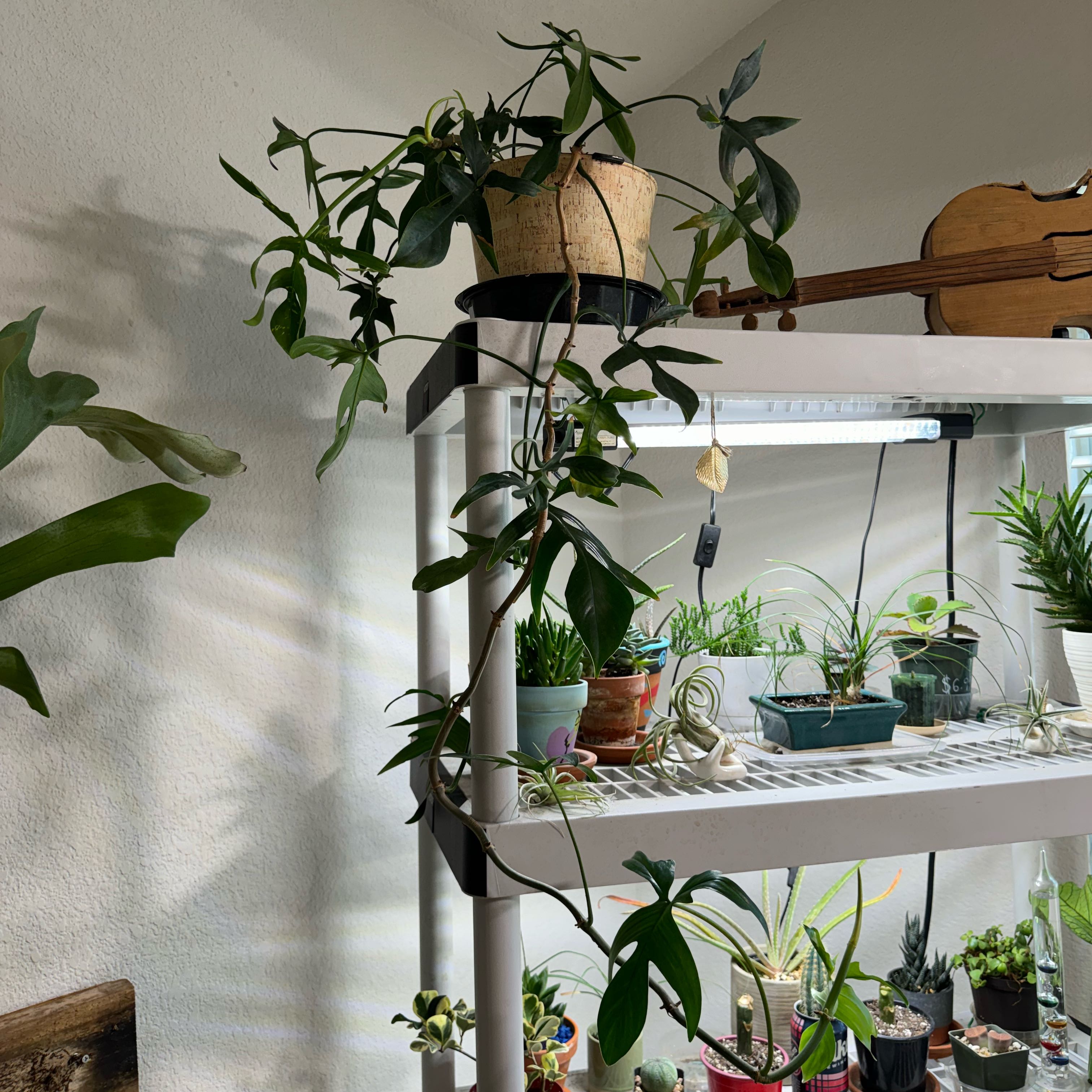 Philodendron Pedatum plant on a shelf with other plants, appears healthy.