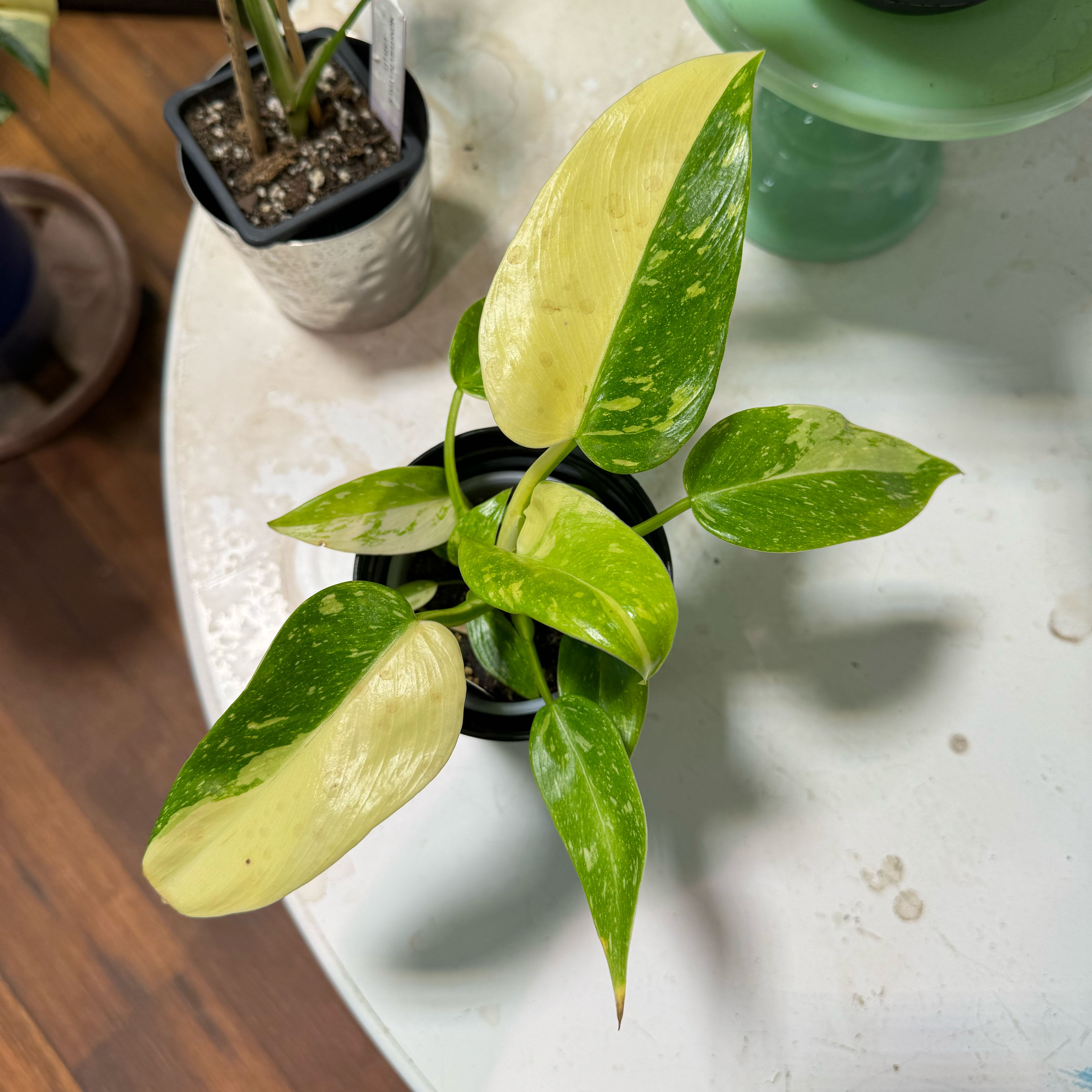Philodendron 'Jose Buono' plant with variegated leaves in a pot on a table.