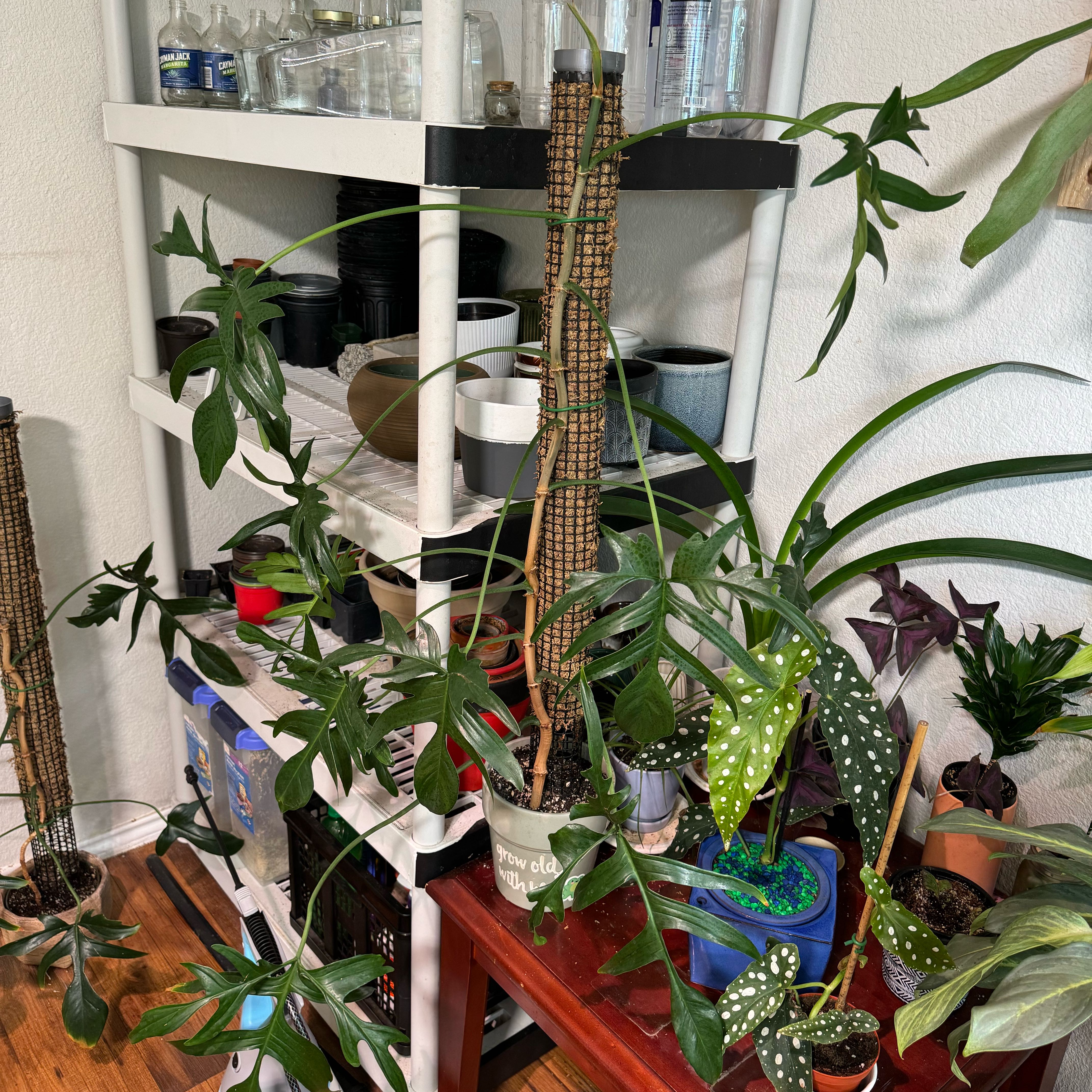 Philodendron Pedatum plant with long stems and lobed leaves in an indoor setting with other plants.