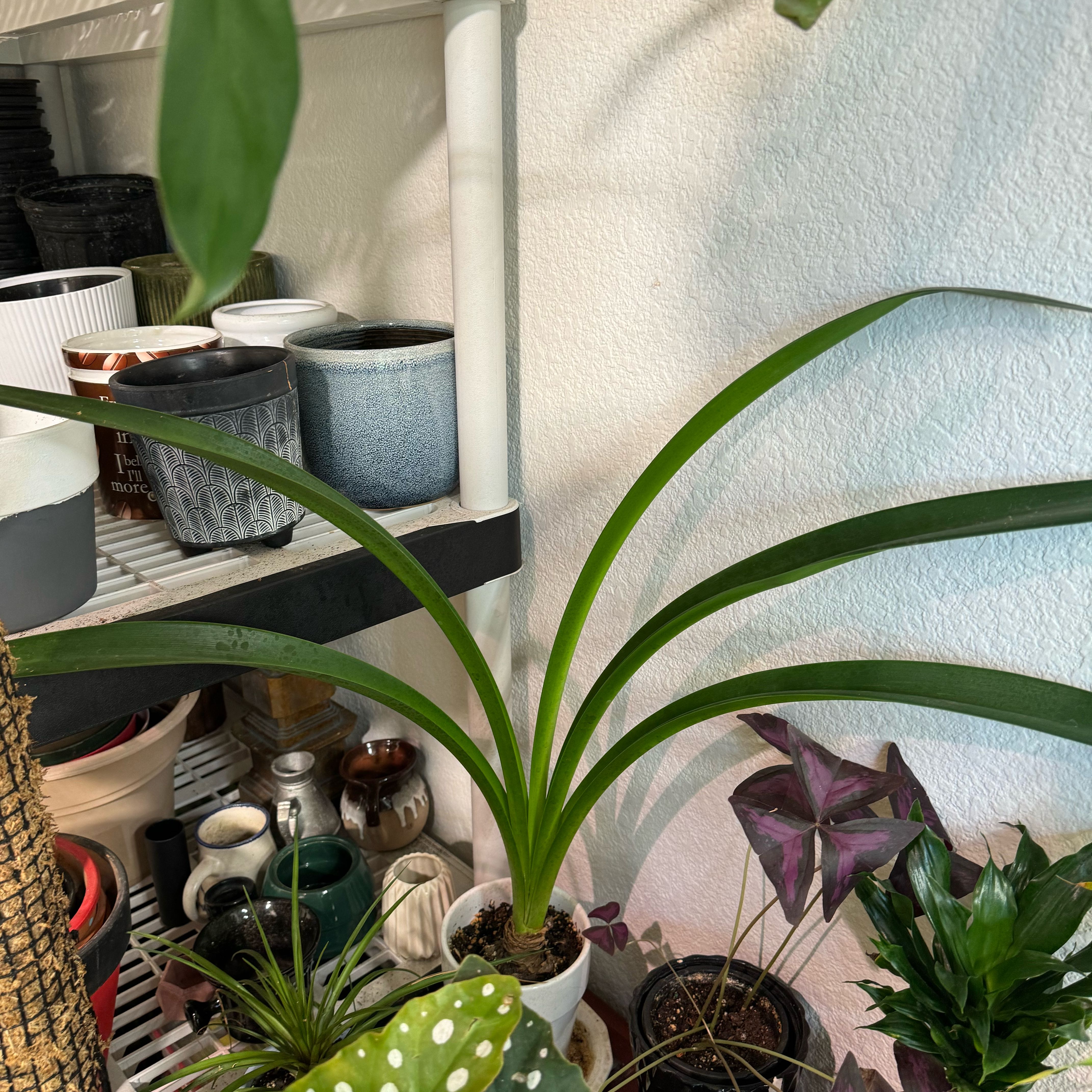 Striped-Tubed Amaryllis plant with long green leaves among other potted plants on a shelf.