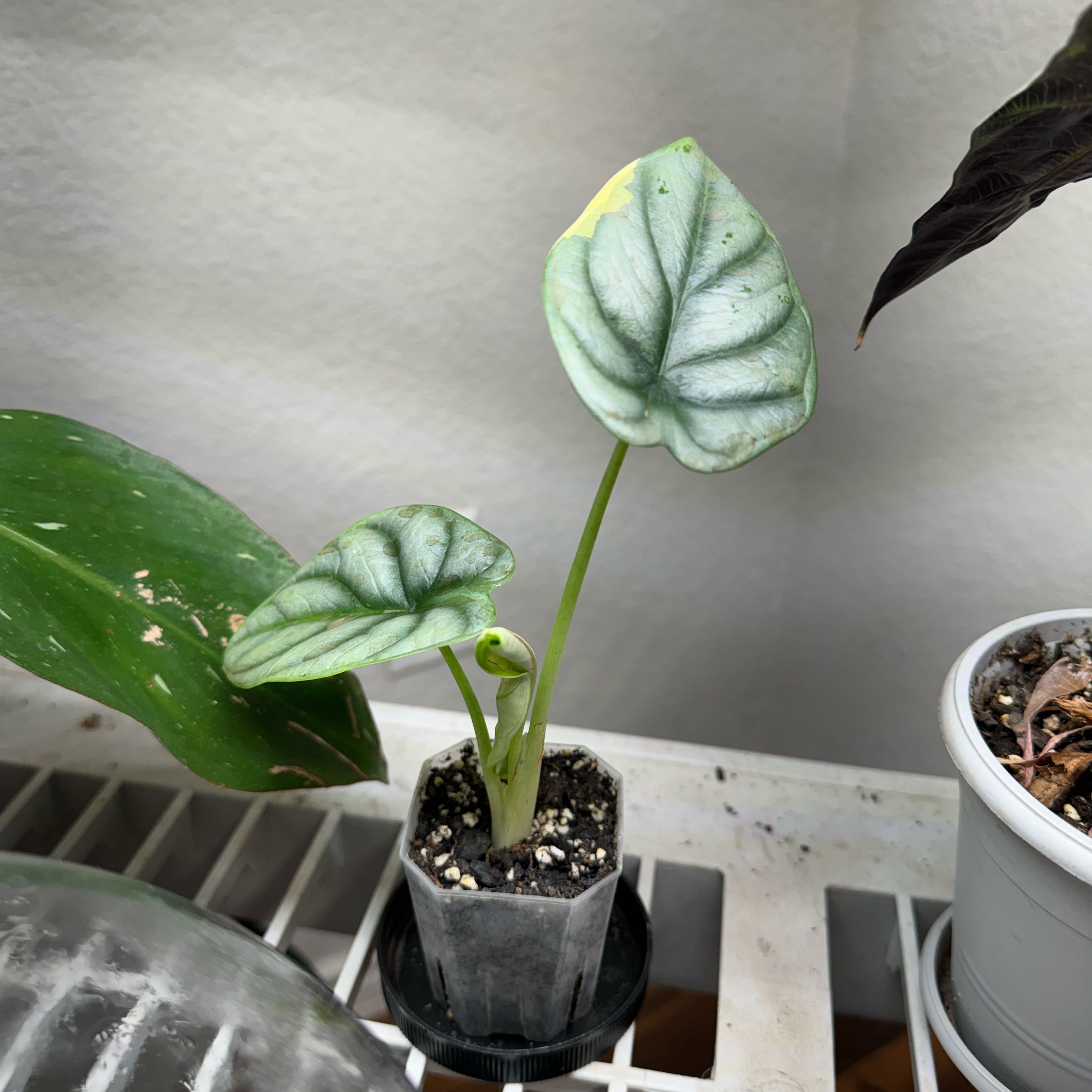 Silver Dragon plant with two prominent leaves and slight yellowing on one leaf, potted indoors.