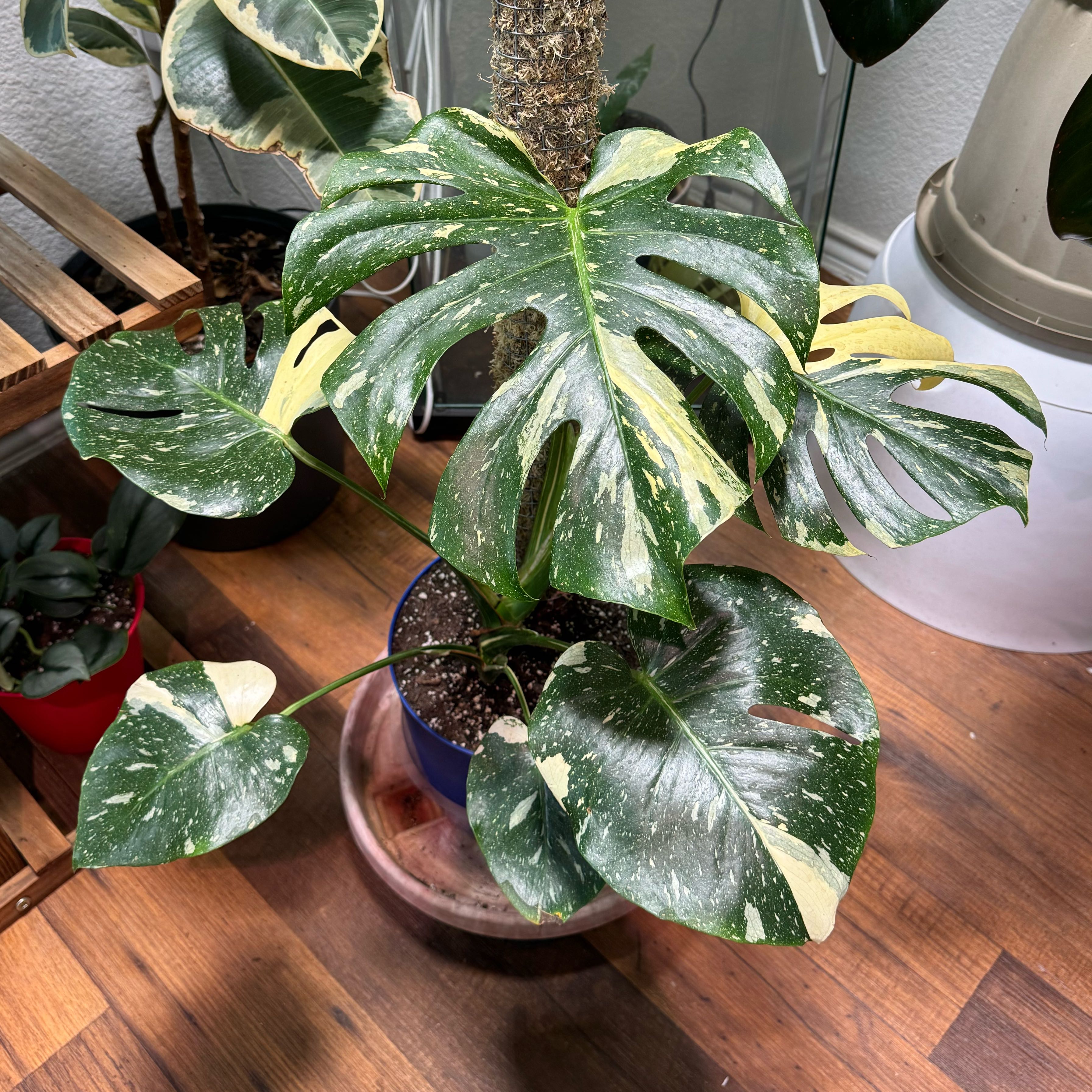 Thai Constellation Monstera plant with variegated leaves in a pot, some yellowing visible.